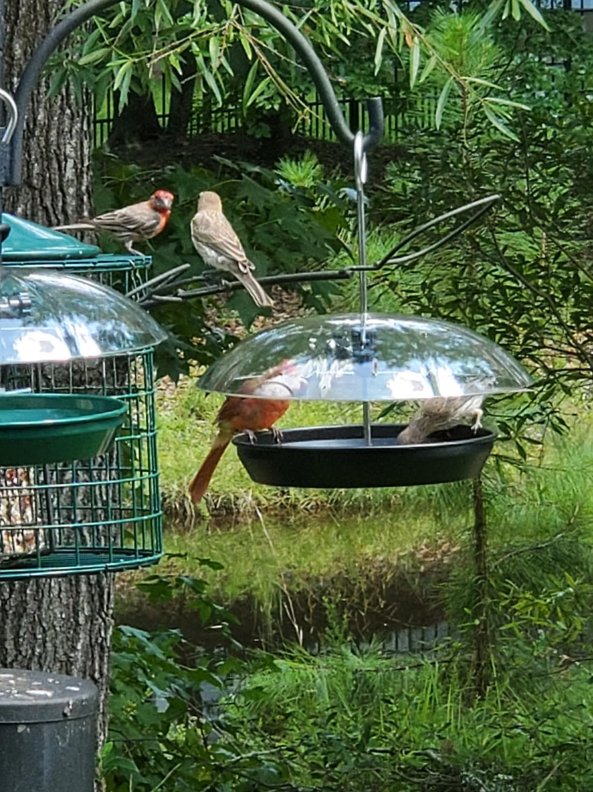 Kingsyard Platform Bird Feeder with Adjustable Dome for Outdoors Hanging | Metal Tray, Adjustable Dome, Adjustable Bird Access, Rain-Resistant, Drainage Holes, Seed & Mealworm Feeder, Black customer photo 1