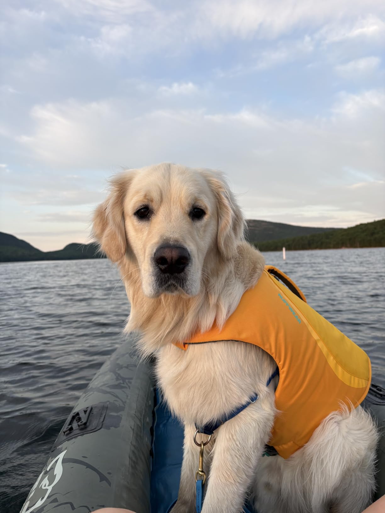 Ruffwear Float Coat Dog Life Jacket, Premium Buoyancy Swim Vest with Lift Handle, Secure Fit & Reflective Trim customer photo 1