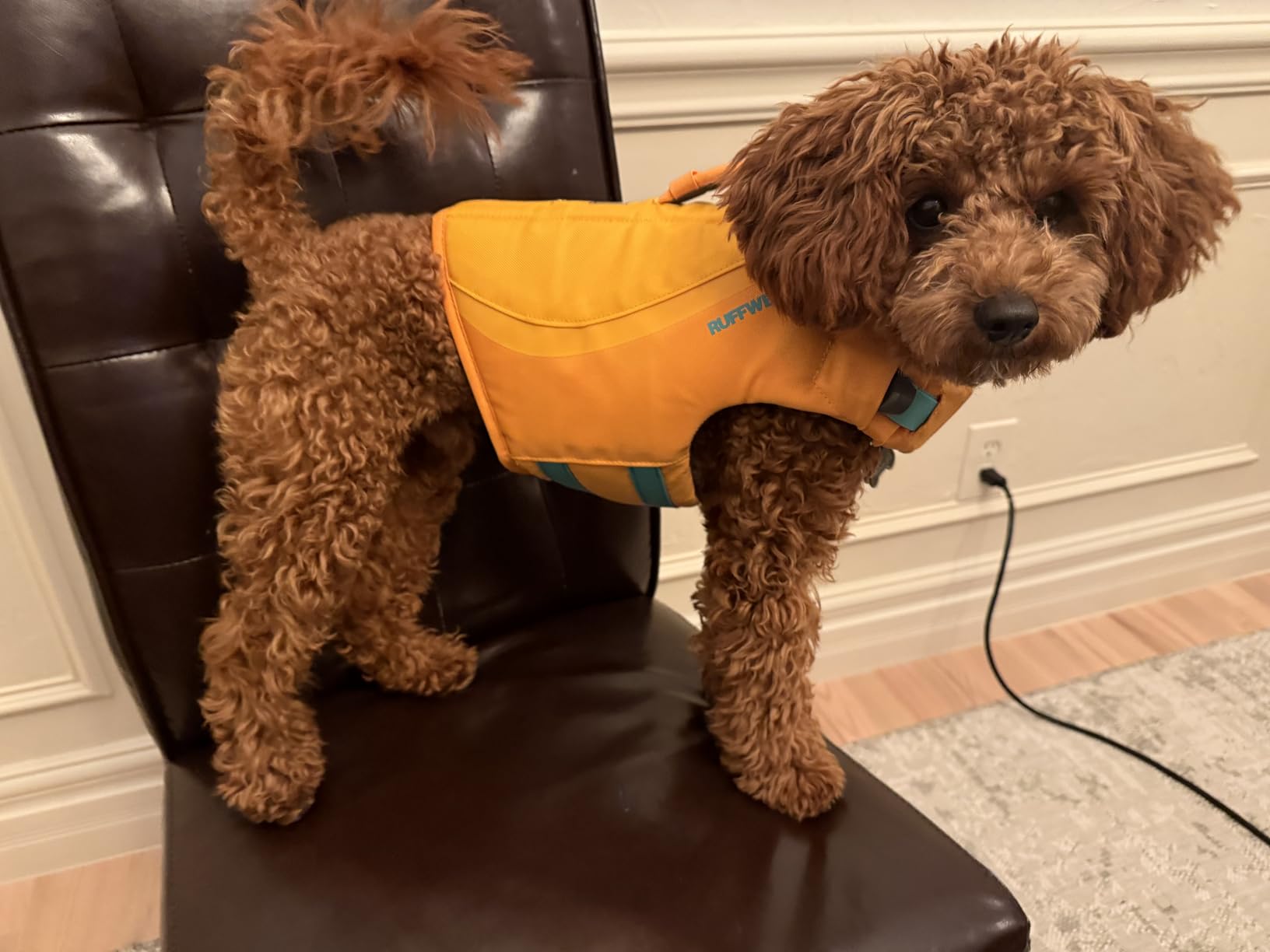 Ruffwear Float Coat Dog Life Jacket, Premium Buoyancy Swim Vest with Lift Handle, Secure Fit & Reflective Trim customer photo 2