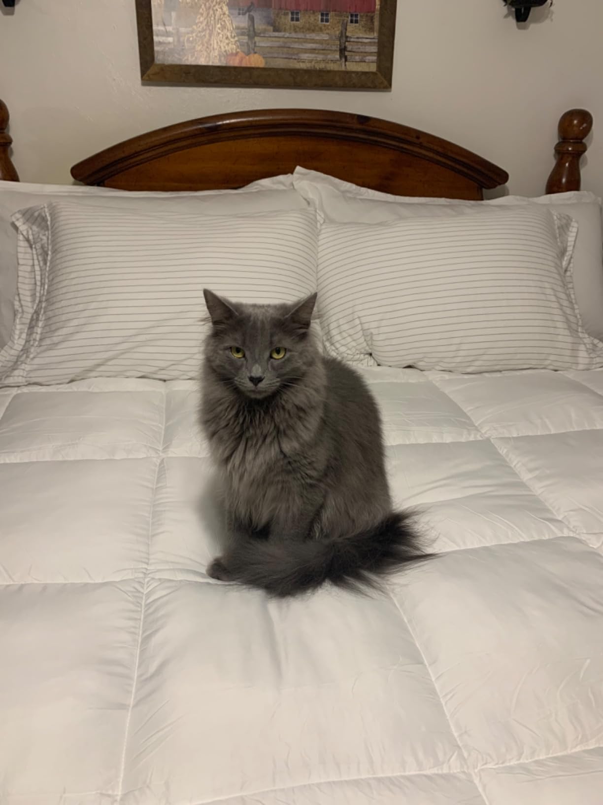 Serta Down Illusion All Season Down Alternative Comforter, Full/Queen | All season down alternative comforter with hypoallergenic fill and corner loops for year-round comfort customer photo 1