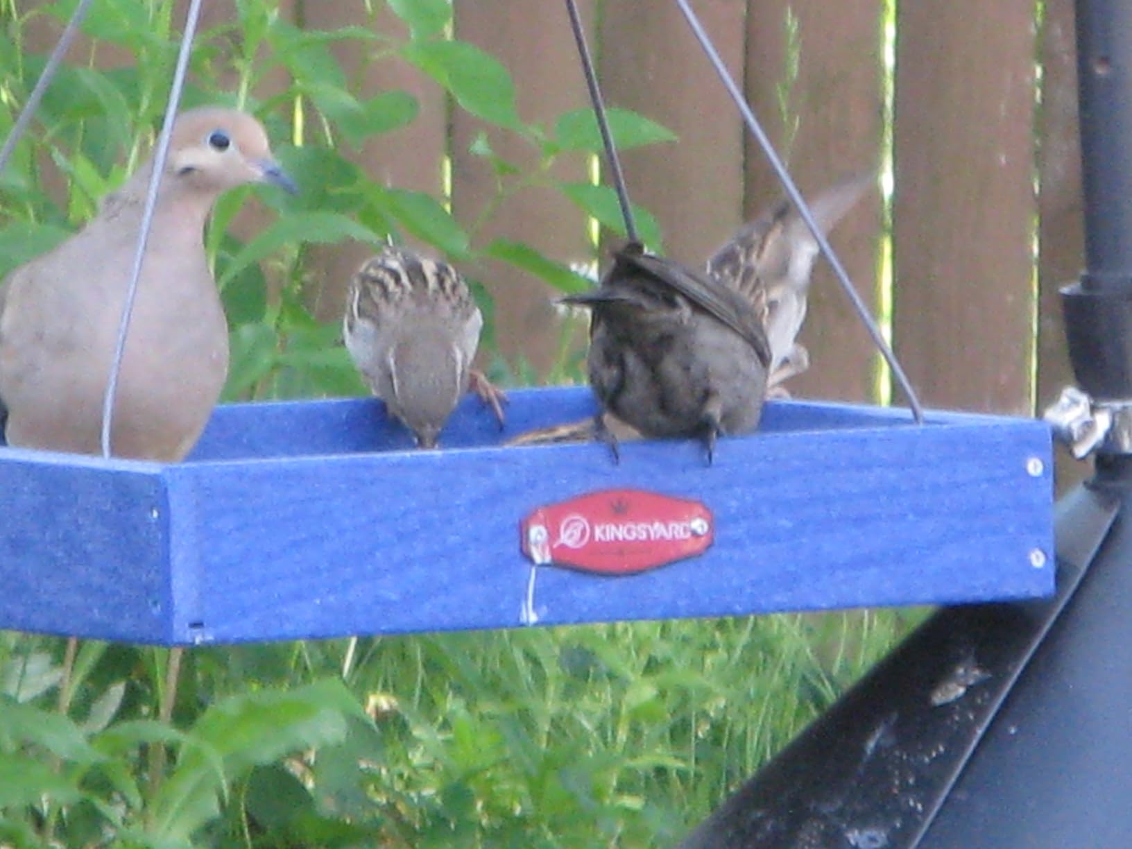 Kingsyard Platform Bird Feeder for Outdoors, Hanging Feeding Tray | Recycled Poly Lumber, Weatherproof, 11x11 Tray, Holds up to 3 lbs Seeds or Mealworms, Easy Clean & Refill, Brown customer photo 2