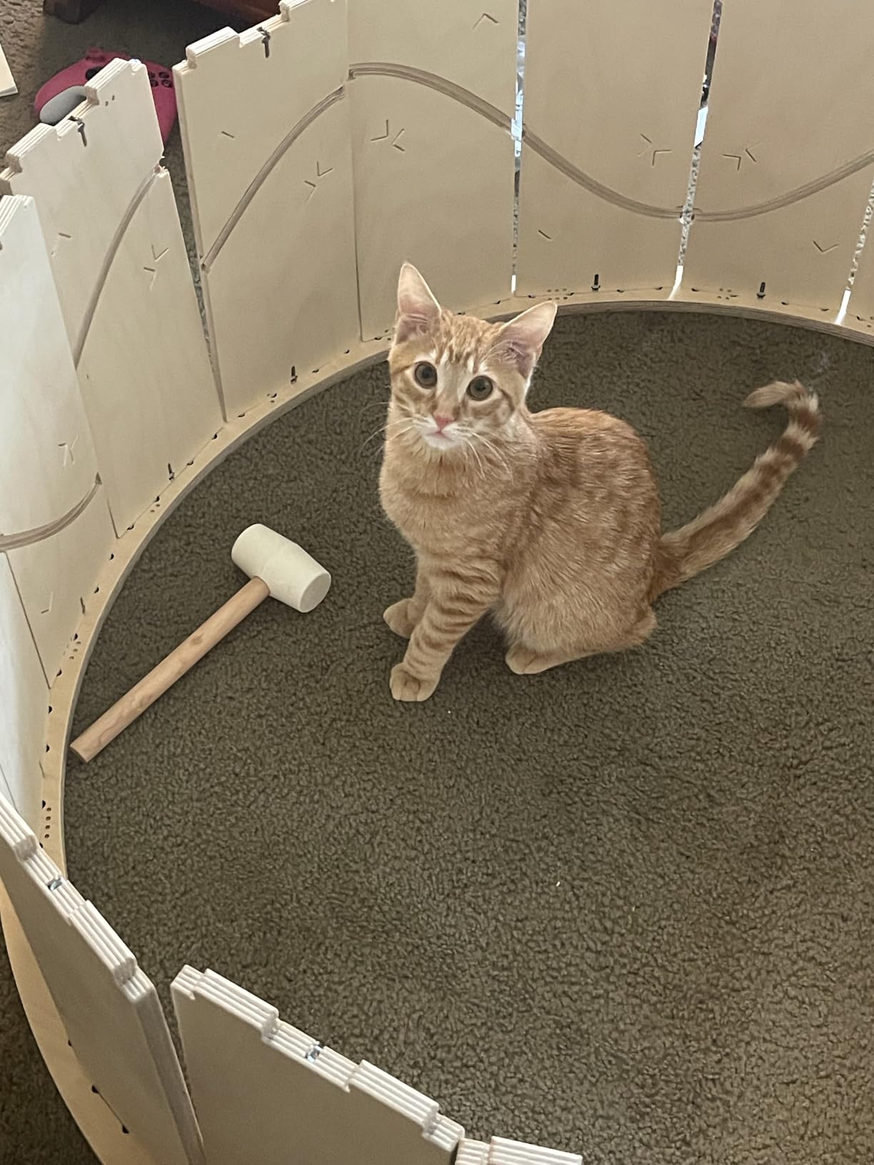 Star Cat Wheel, Cat Treadmill, Exercise Wheel for Running, Spinning, Scratching, and Climbing for Indoor Cats, Premium Birch Wood, 41.7 inch L Size customer photo 1