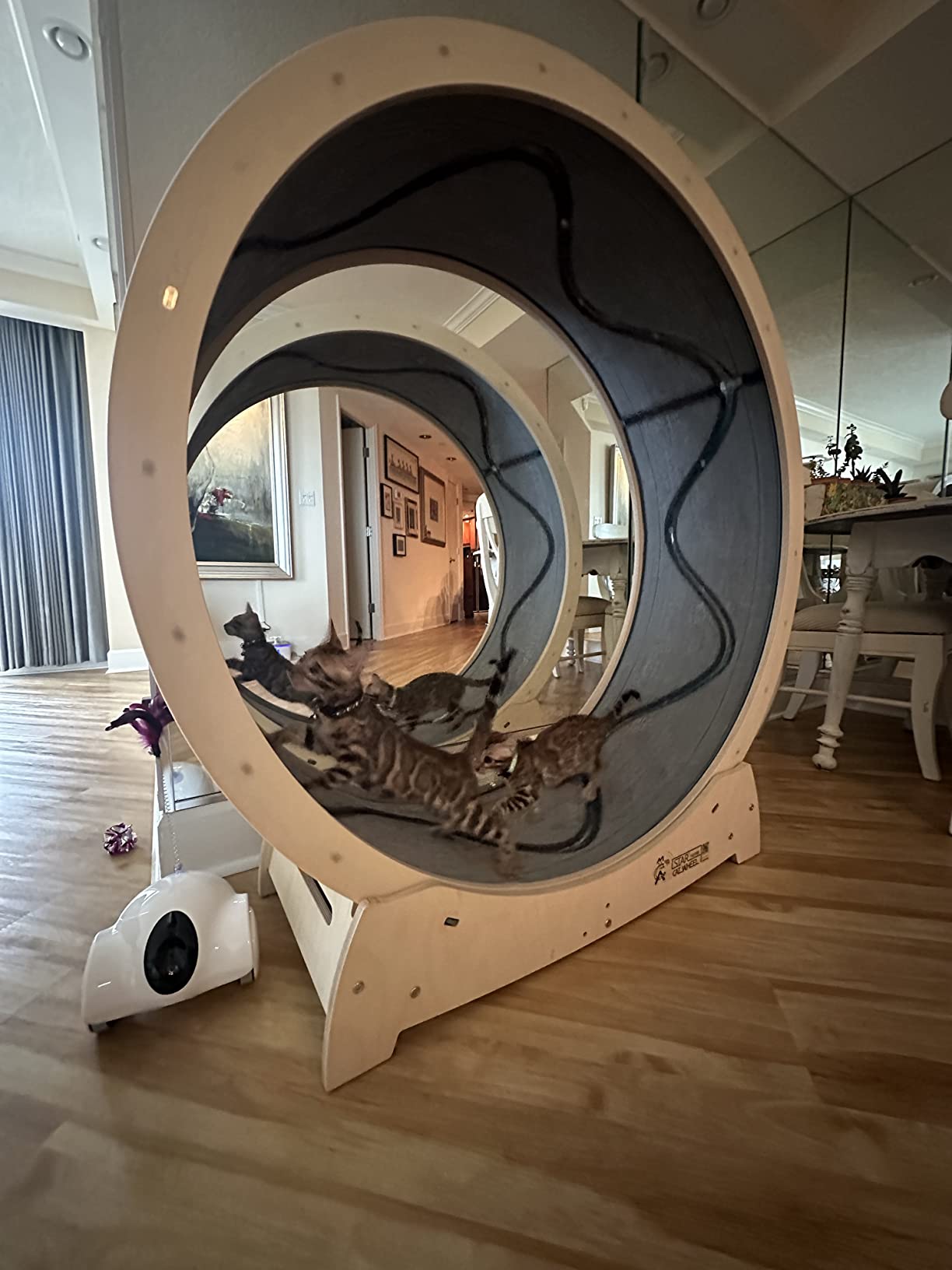 Star Cat Wheel, Cat Treadmill, Exercise Wheel for Running, Spinning, Scratching, and Climbing for Indoor Cats, Premium Birch Wood, 47.2 inch XL Size customer photo 2
