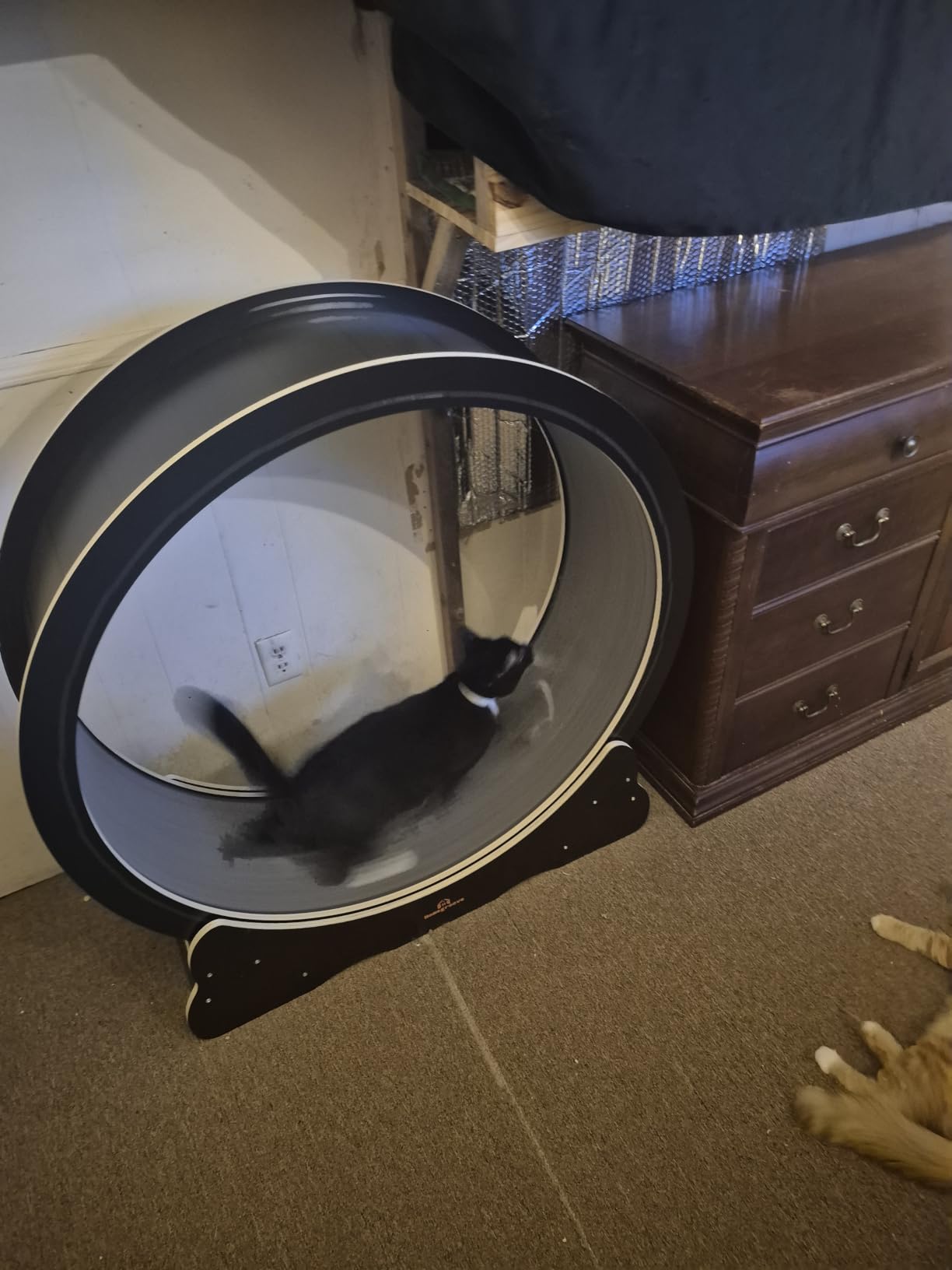 Homegroove Cat Exercise Wheel for Indoor Cats, 35.4 Inch | Versatile Cat Toy Running Wheel Treadmill with Detachable Carpet for Weight Loss and Health, Natural Wood Color(M) customer photo 1