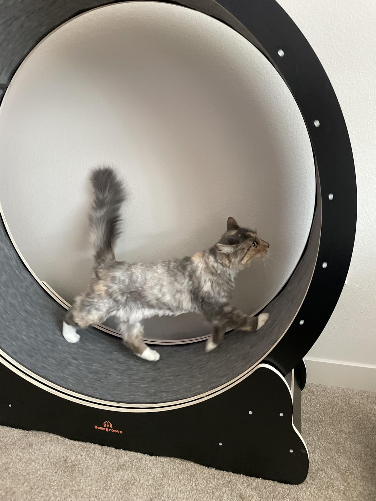 Homegroove Cat Exercise Wheel for Indoor Cats, 35.4 Inch | Versatile Cat Toy Running Wheel Treadmill with Detachable Carpet for Weight Loss and Health, Natural Wood Color(M) customer photo 2