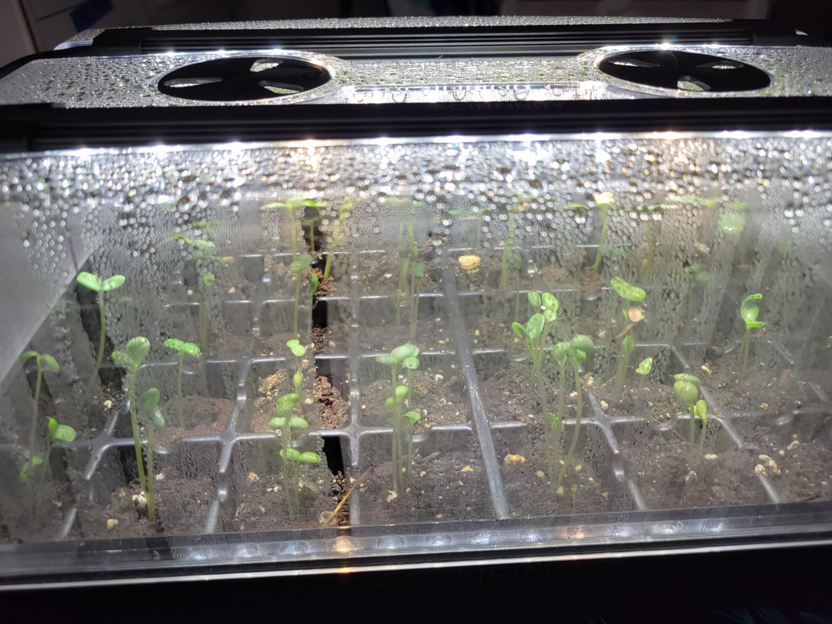 AC Infinity Heavy-Duty Humidity Dome 5x8 Germination Kit | Full Spectrum LED Grow Light Bars w/ Samsung LM301H EVO LEDs, Heat Mat, 3 mm Dome, Trays, Vented Panels, for Seed Starting customer photo 2