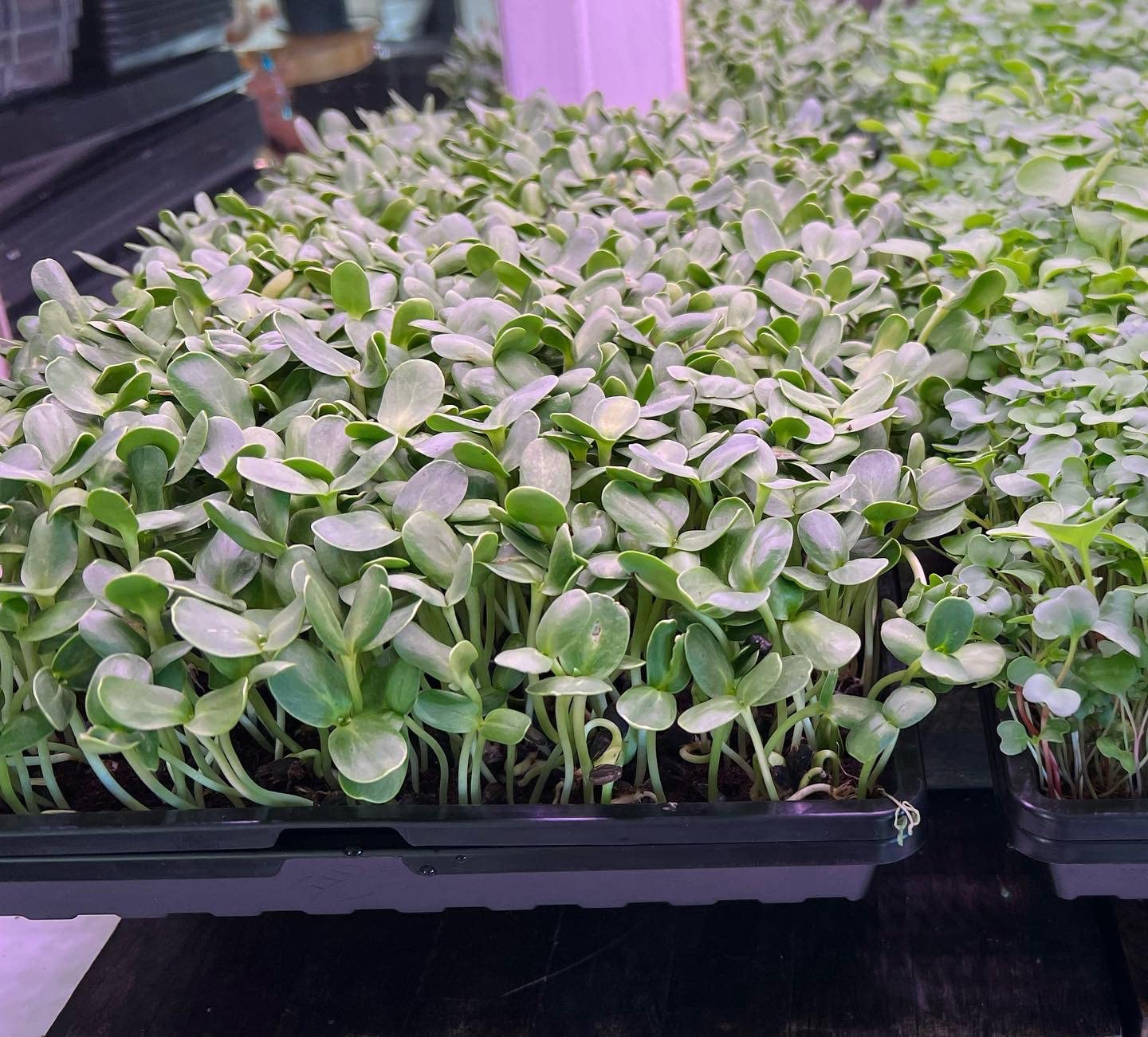 T5 Grow Lights for Indoor Plants, 1FT Plant Lights, 5000K, 8 Packs | Full Spectrum Grow Light, Individual Switch, T5 Grow Light Strip for House Plants, 40W (8 x 5W), Linkable, Plug and Play customer photo 2