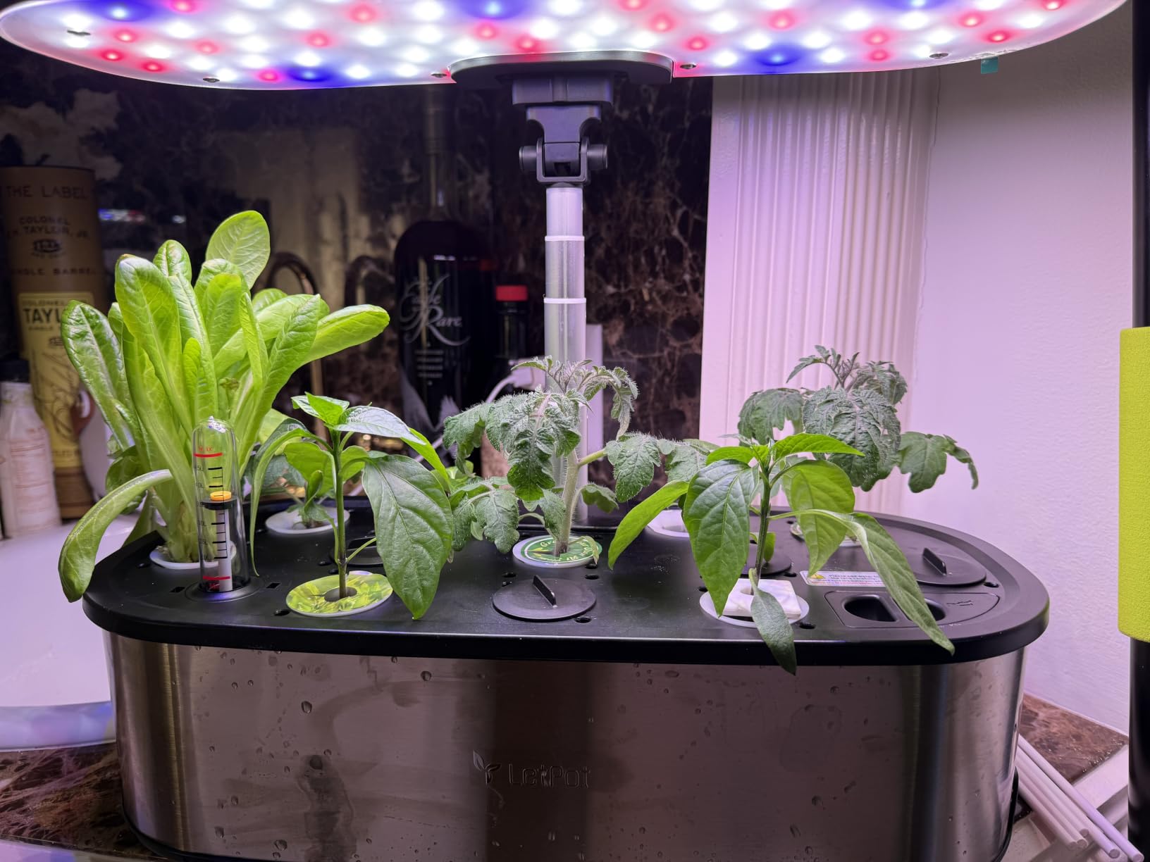LETPOT LPH-SE Hydroponics Growing System, 12 Pods Smart Herb Garden Kit Indoor, APP & WiFi Controlled, with 24W Growing LED, 5.5L Water Tank, Pump System, Automatic Timer customer photo 2