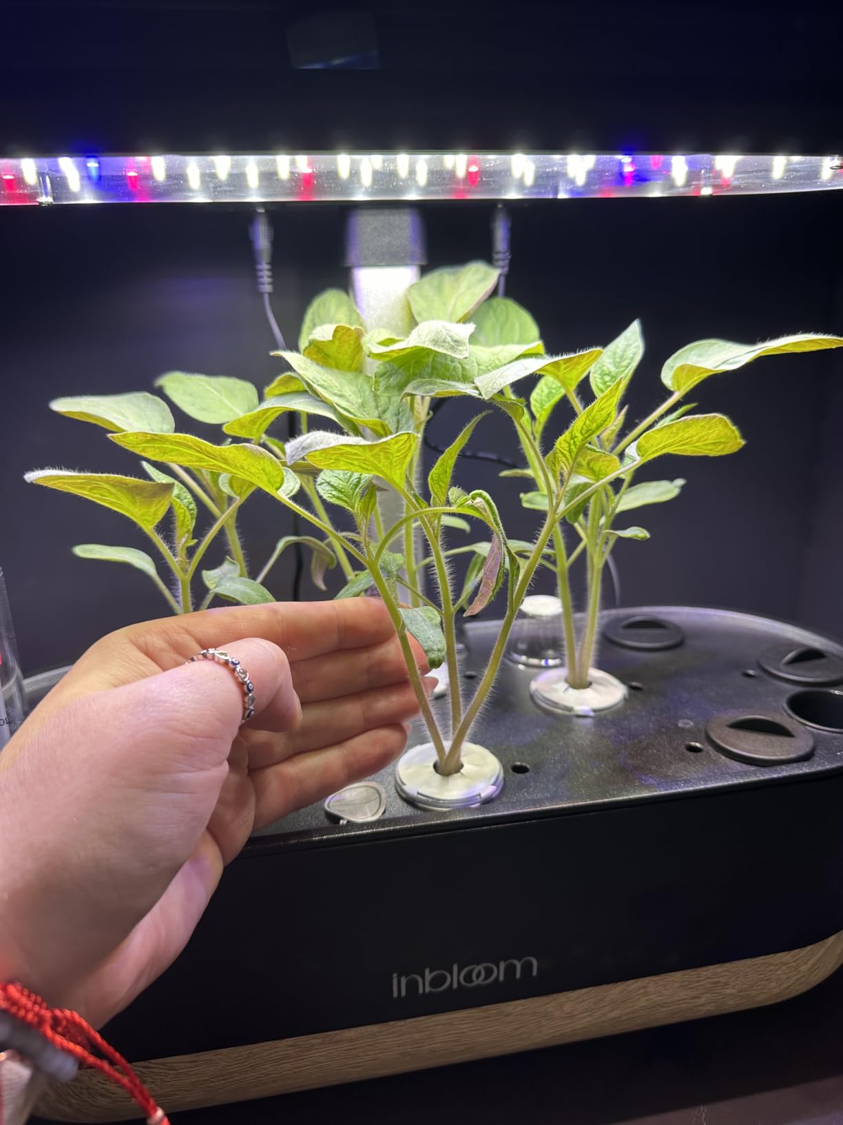 inbloom Hydroponics Growing System 12 Pods, Indoor Herb Garden with LEDs Full-Spectrum Plant Grow Light, Water Shortage Alarm, Automatic Timer, Height Adjustable, Gardening Gifts for Women customer photo 1
