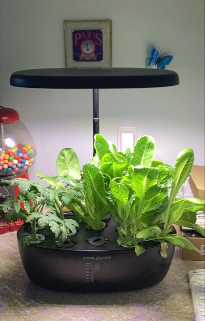Ahopegarden Hydroponics Growing System: 12 Pods Indoor Herb Garden with LED | Plant Germination Kit with LED Grow Light, Countertop Herb Garden, Hydrophonic Planter Grower Harvest Vegetables Lettuce customer photo 1