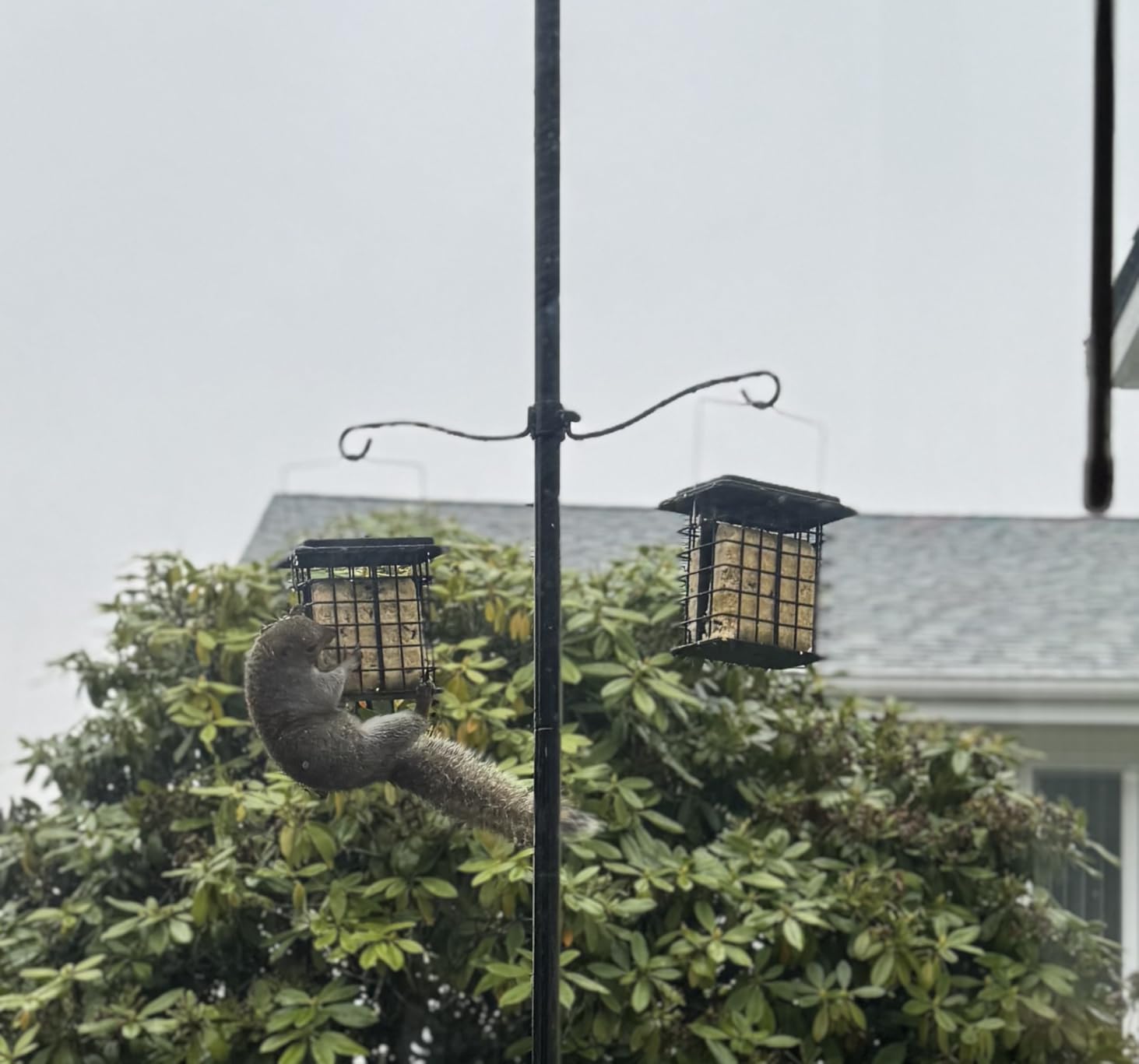 iBorn Double Suet Feeder for Outside Hanging, Weatherproof Suet Feeders, Suet Holder with Taller Grid for Woodpecker, Suet Cage Bird Feeders for Outdoors, Easy to Clean and Refill, All Metal, Black customer photo 1