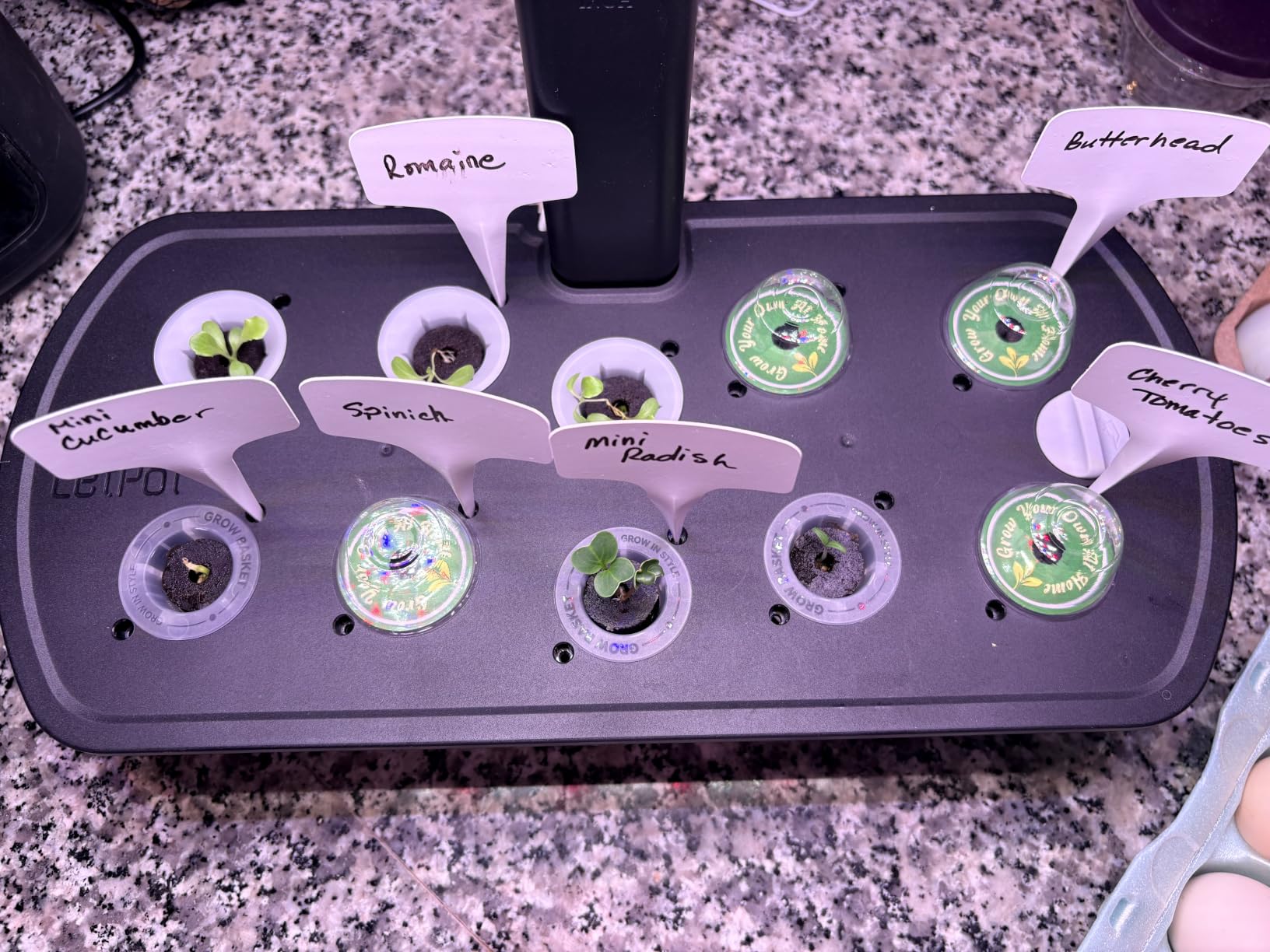 LetPot LPH-Air Hydroponics Growing System Kits, APP & WiFi Controlled Smart Indoor Garden with Adjustable 24W Grow Light Full Spectrum, 10 Pods Planter Indoor Gardening for Gifts, Kitchen, Vegetable customer photo 1