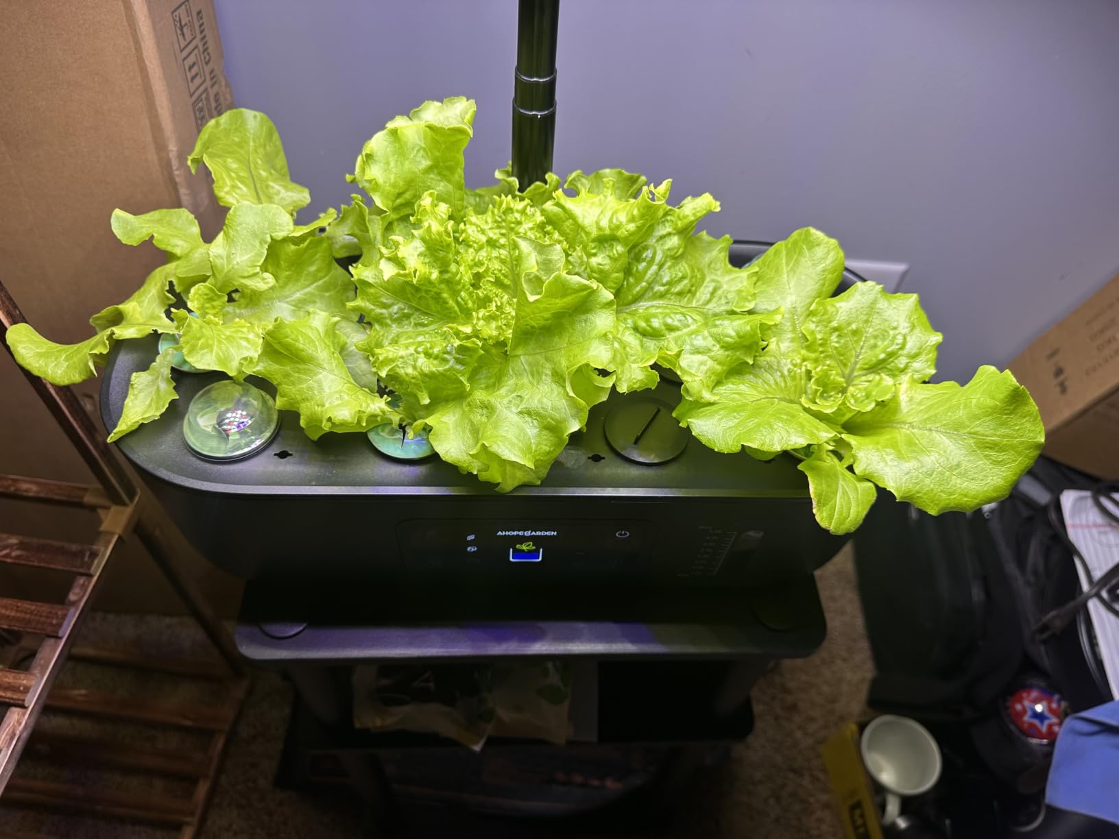 Ahopegarden Hydroponics Growing System Kit: 12 Pods with LCD Control Panel | Indoor Herb Garden with Grow Light, Planting Height Up to 17