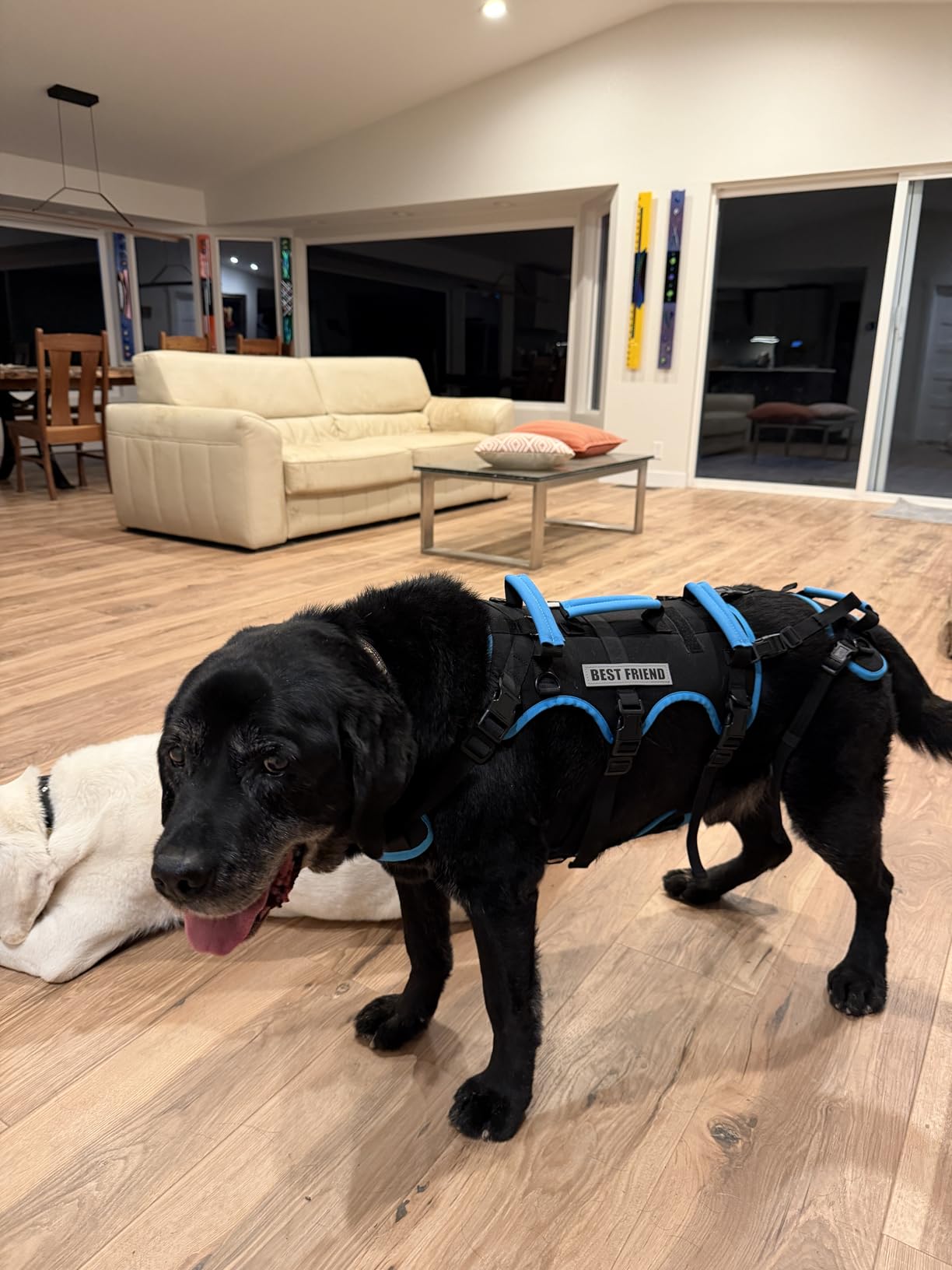 Dog Lift Harness for Large Male Dogs, 2-in-1 Detachable Support Harness, Full Body Carrying with 4 Handles, Dog Sling for Large Dogs Hind Leg Support(Black, X-Large) customer photo 1