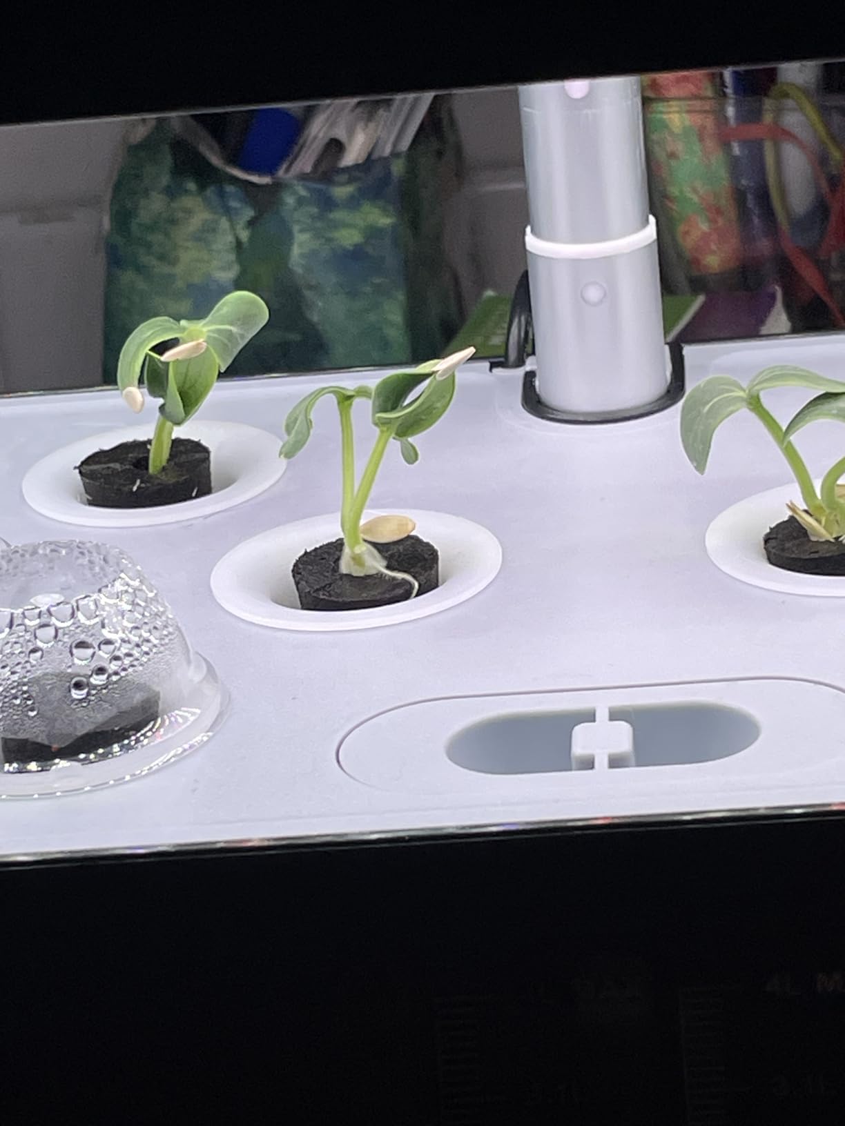 SUNCOZE Hydroponics Growing System, 12 Pods, 12.4 in Adjustable Height | Indoor Herb Garden with 20W LED Grow Light, Visible Water Tank with Pump, Indoor Gardening System, Gardening Gifts customer photo 1
