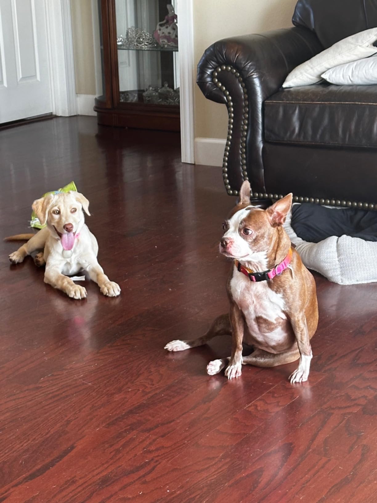 BINGPET Dog Float Bumper Toy 2 Pack, 10.8