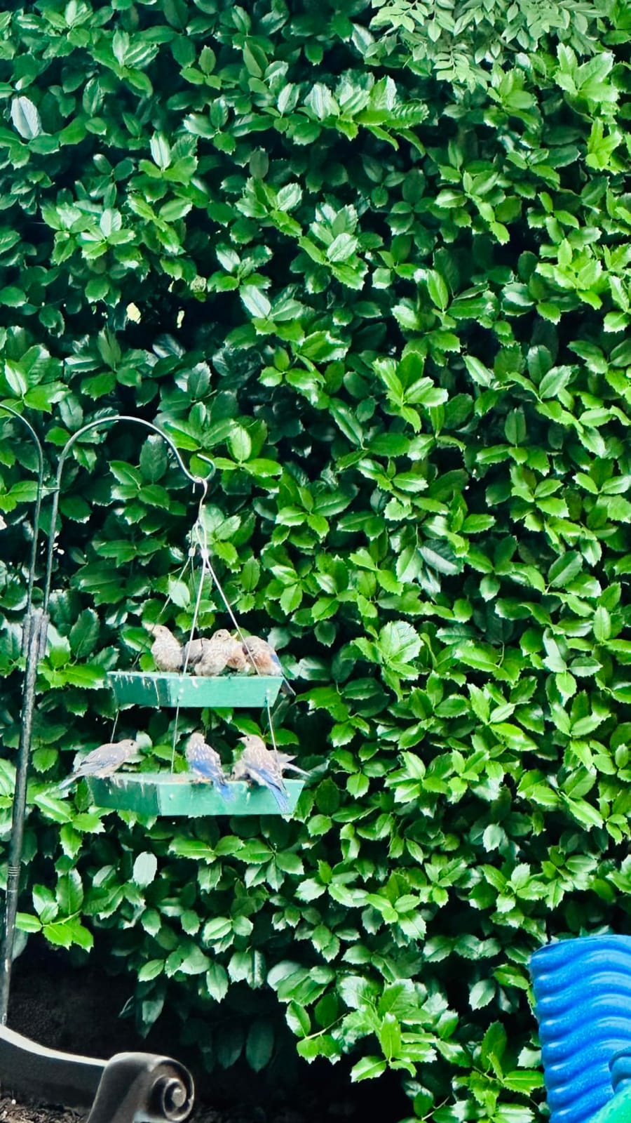 Kingsyard 2 Tier Large Platform Bird Feeder for Outdoors Hanging | Large Recycled Poly Lumber Tray, 5 Lbs Capacity, Garden Decoration Attracts Cardinal Bluebird Goldfinch, Brown customer photo 2