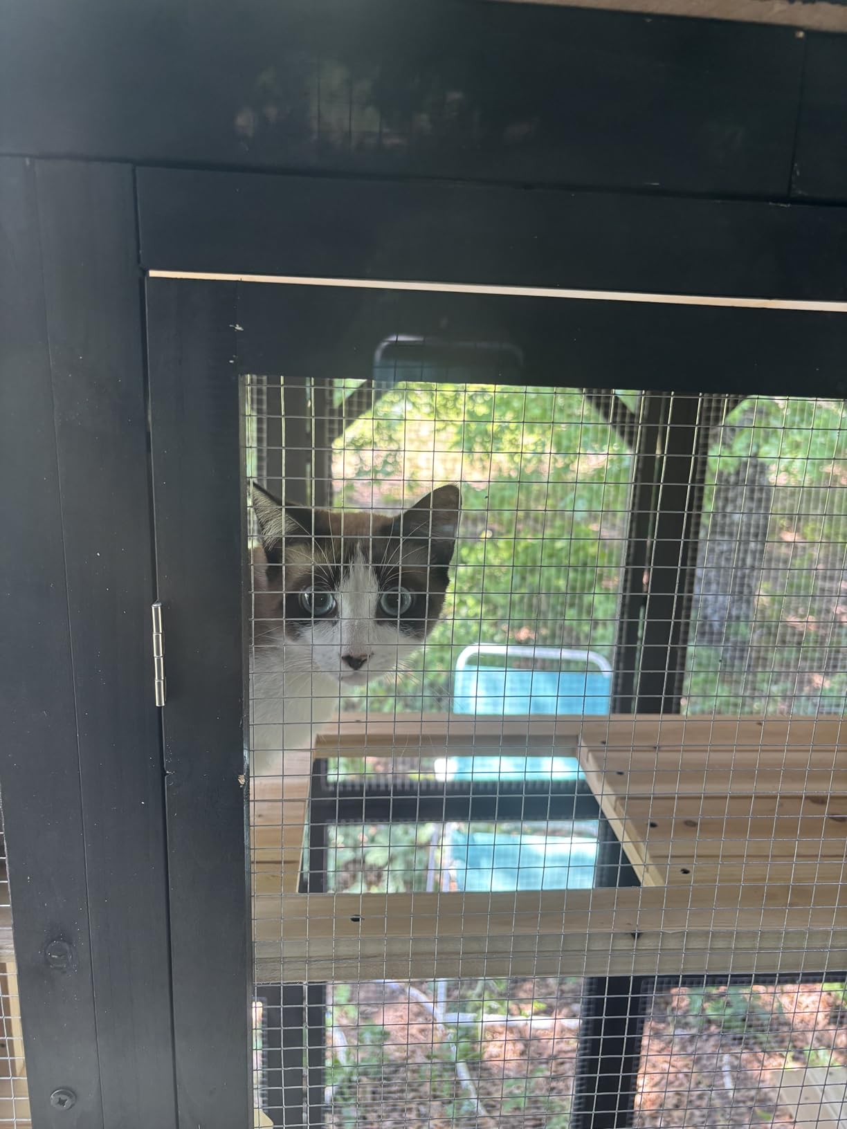 Catio Outdoor Cat Enclosure Window Access Walk-in Indoor Cat Cage Patio 71