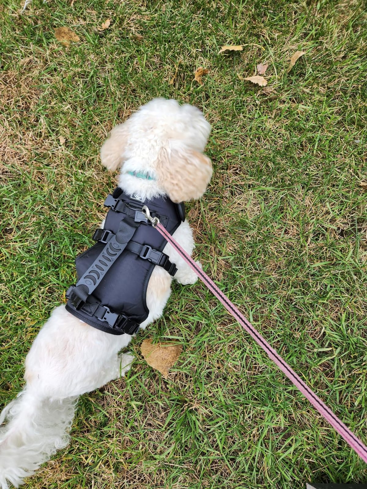 Doggie Stylz Dog Lift Harness, Full Body Support, Back Leg Support, Small | Large, Sling Carrier, Adjustable Handles, Recovery Vest, Senior Dogs, Arthritis Joint Injuries, Mobility Aid customer photo 2