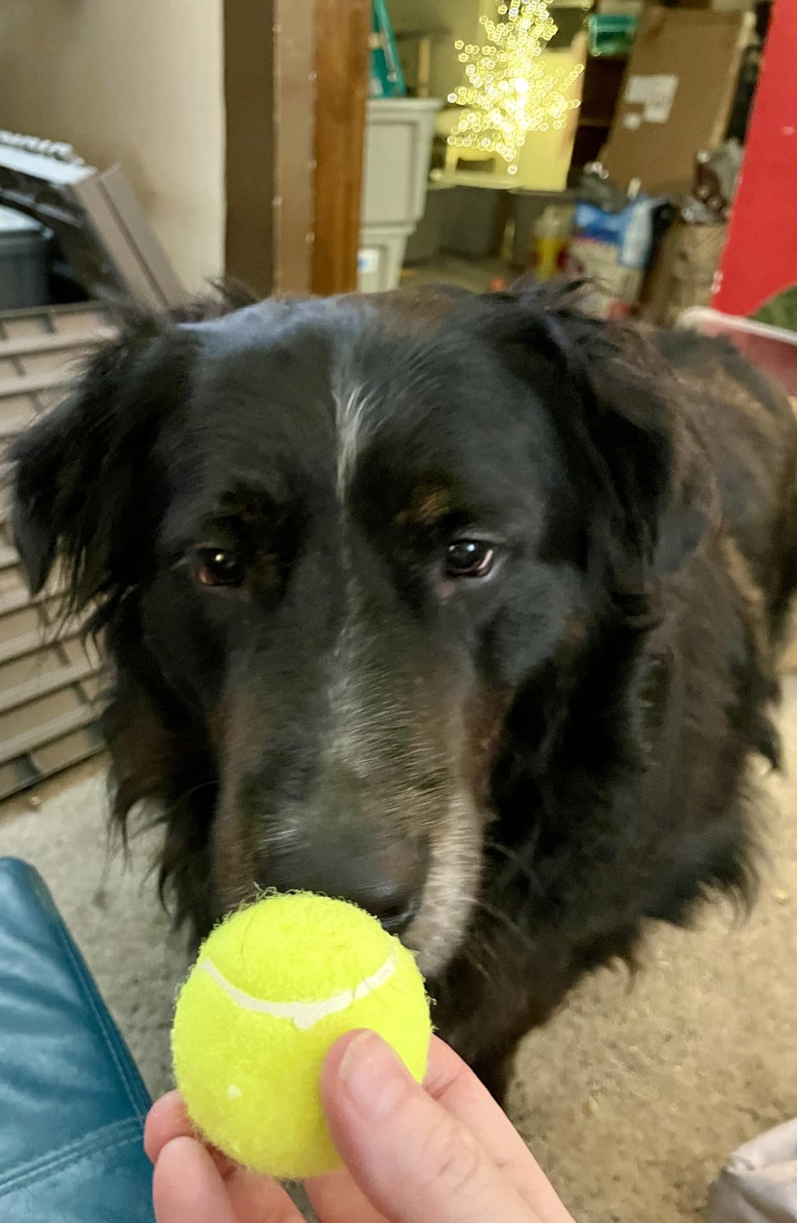 Automatic Dog Ball Launcher, with 6 2.3