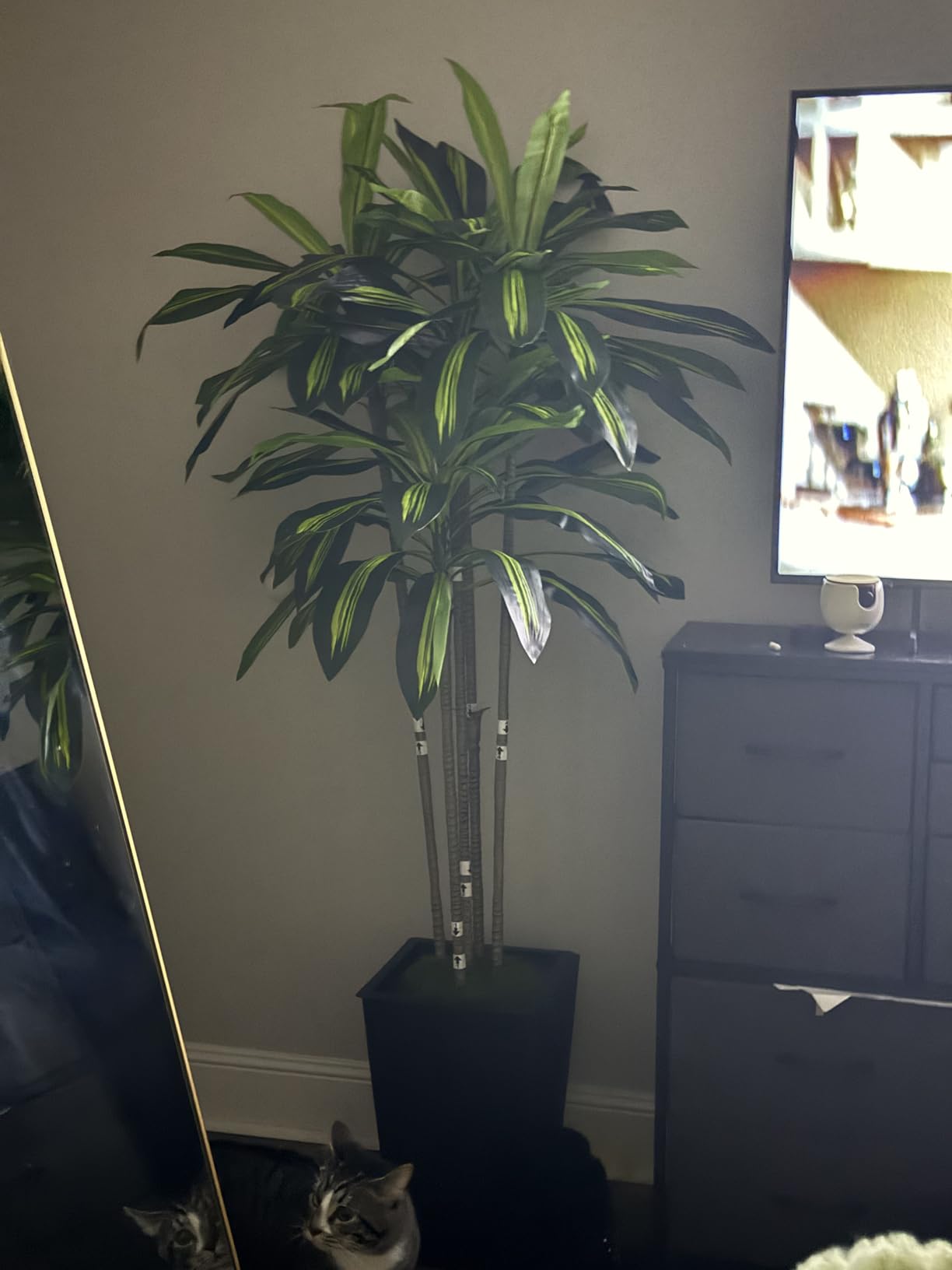 Flydeer 7FT Artificial Dracaena Tree with Tall White Planter, Floor Plant | Large Realistic Fake Tree in Pot with Lifelike Leaves Indoor for Home Decor Office Living Room customer photo 2