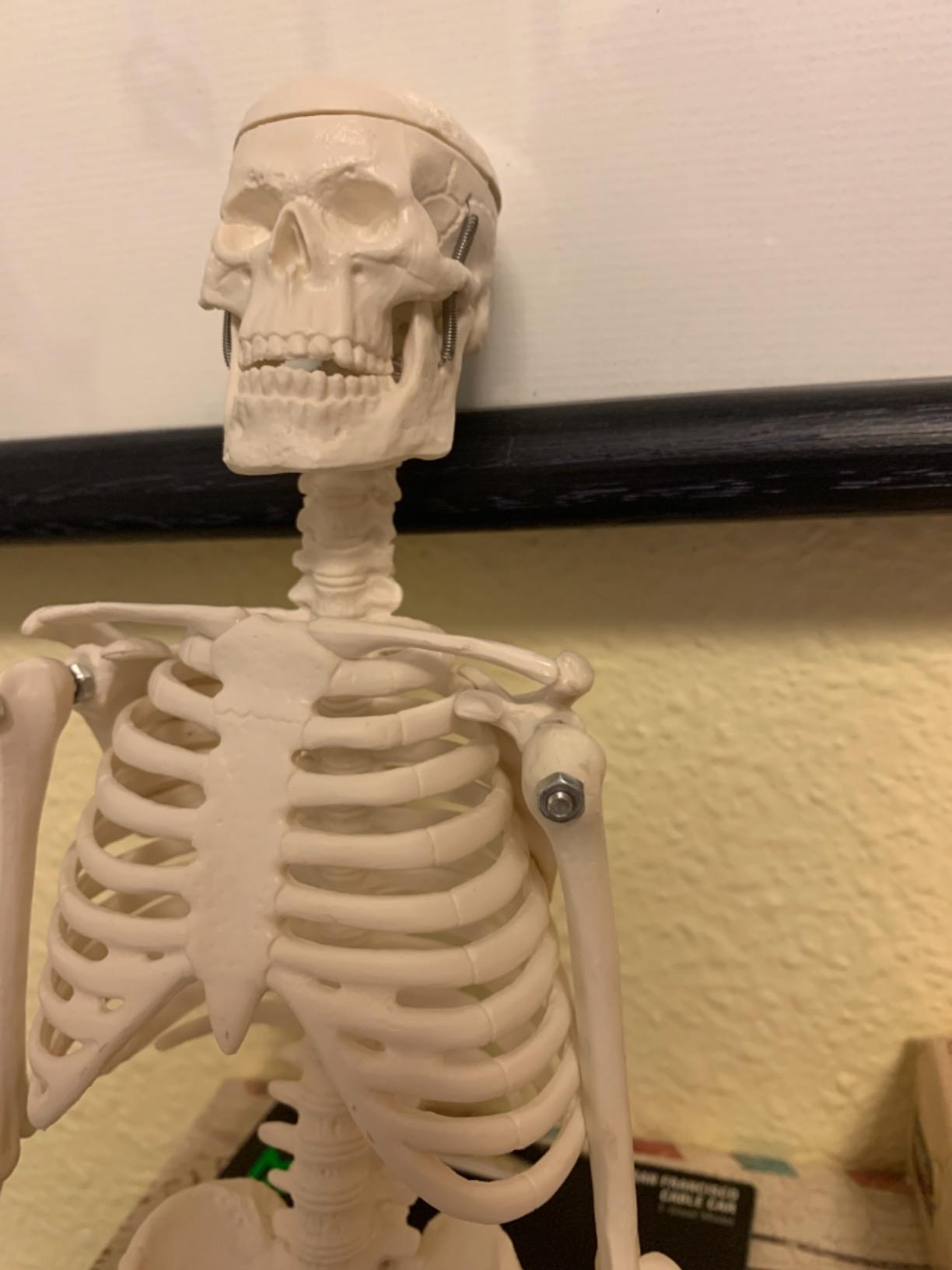 breesky Life Size Skeleton for Halloween: 4.43ft Realistic Human Anatomy Full Body Skeleton Model with 360° Posable Movable Arms - Skeletons for Outdoor Yard Haunted House Atmosphere Decoration customer photo 1