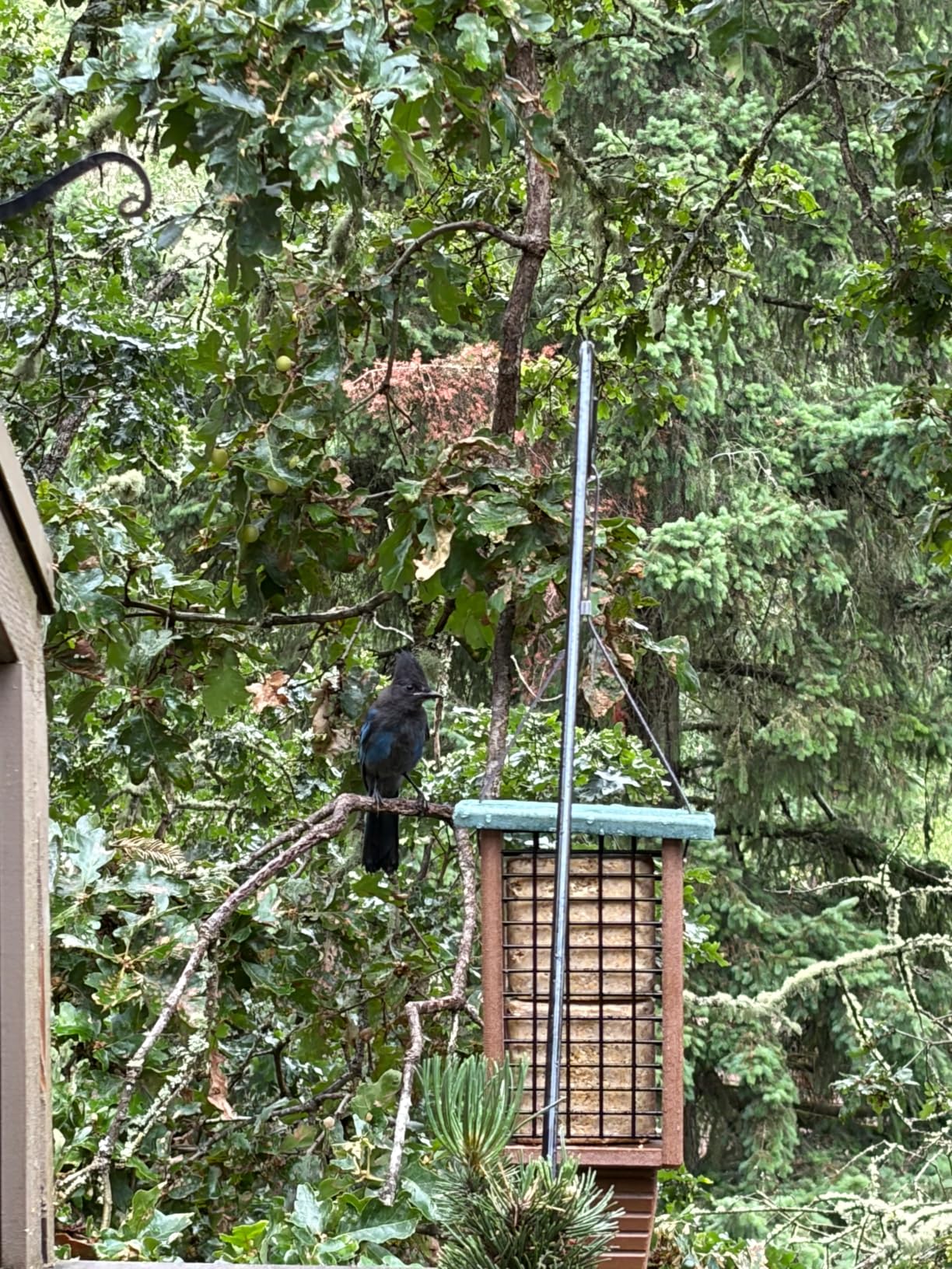 Kingsyard 2 Pack Double Tail-Prop Suet Bird Feeder, Recycled Poly Lumber Suet Feeder, Sturdy and Durable, Outside Hanging, Great for Woodpecker and Clinging Birds, Blue customer photo 1