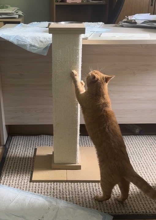 SmartCat Pioneer Pet Ultimate Scratching Post (Beige) customer photo 1