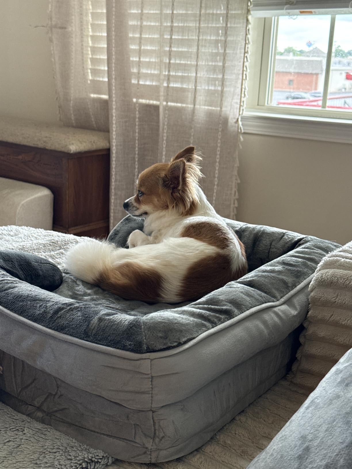 Bedsure Orthopedic Dog Beds Large Sized Dog Washable Original Design customer photo 2
