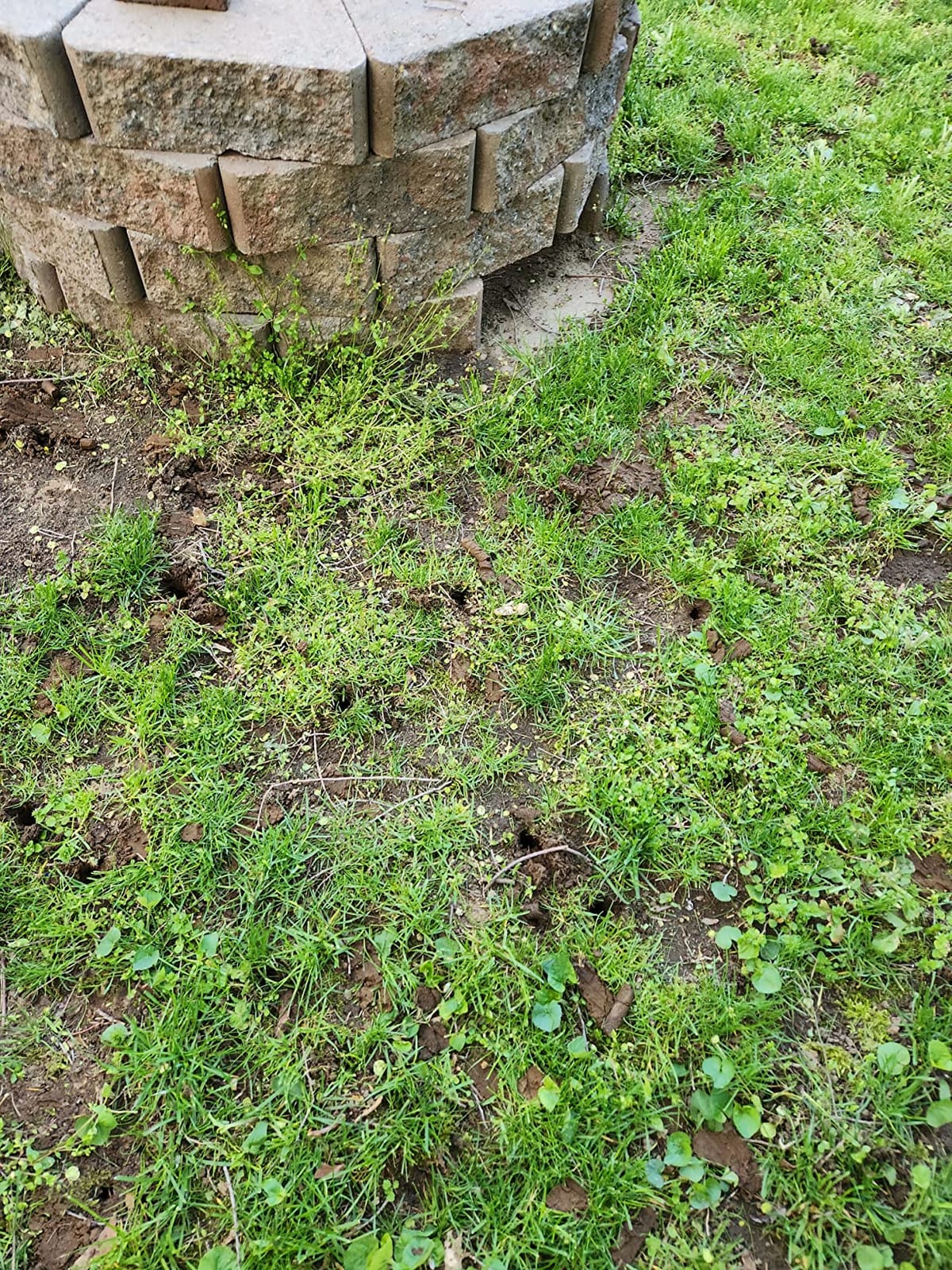 Core Lawn Aerator V4 Kit, 3.4 in Tines, Container customer photo 2