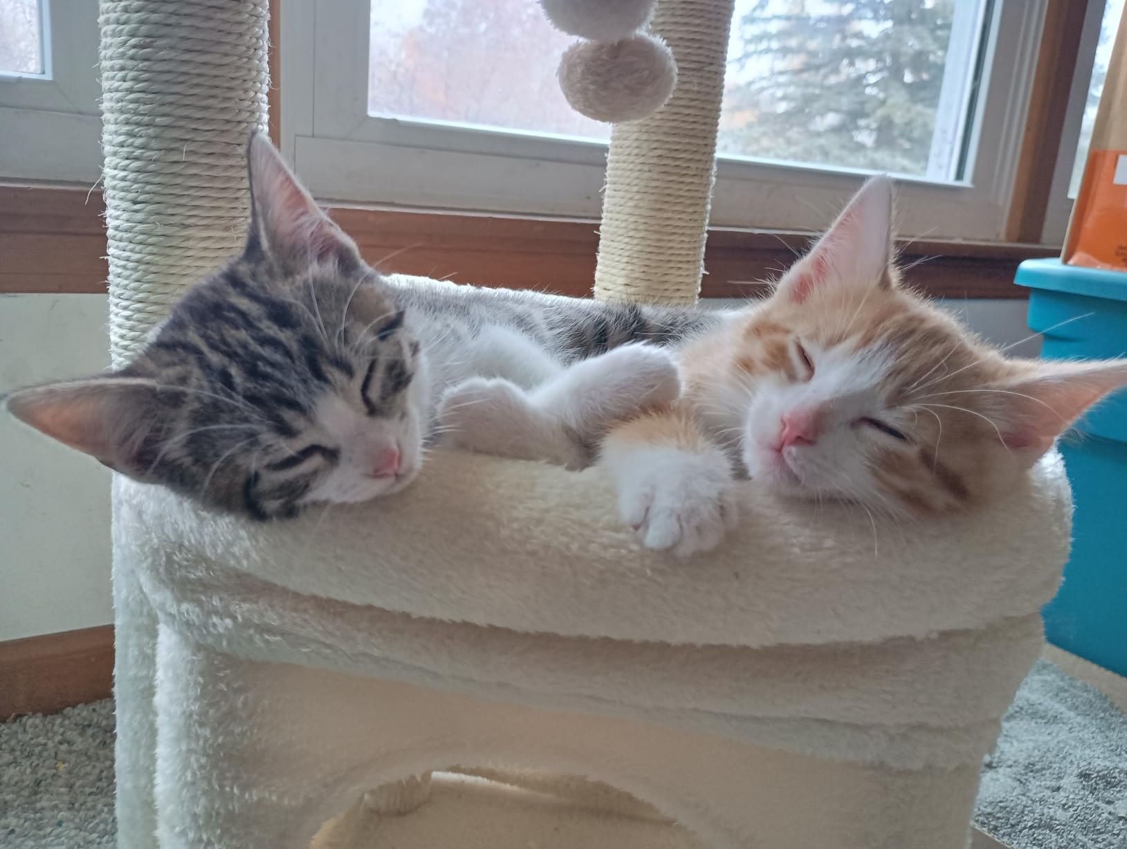 PEQULTI Small Cat Tree Tower for Indoor Cats, Sisal Post & Cozy Condo Beige customer photo 2