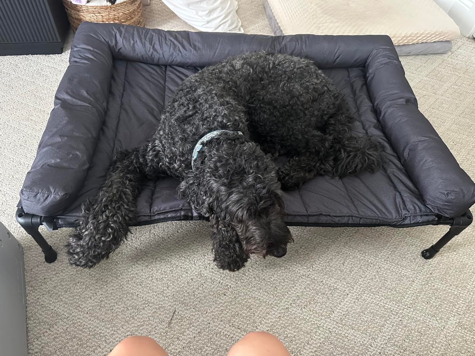 Veehoo Outdoor Elevated Dog Bed with Waterproof Bolster Cushion, Cooling customer photo 2