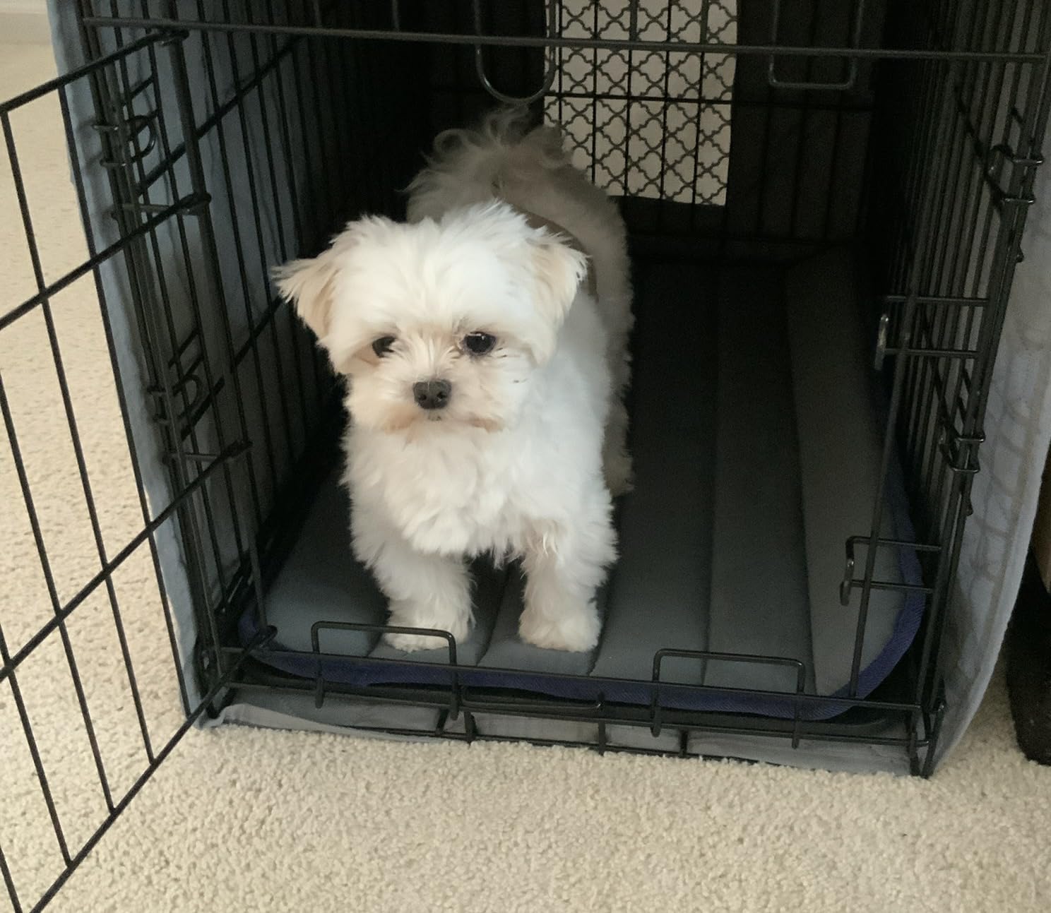 BALANCE Dog Crate Pad, Dog Foam Crate Mat Kennel Pad, Washable Water-Resistant Pet Bed Flat Dogs Cage Mat for Small Dogs customer photo 2
