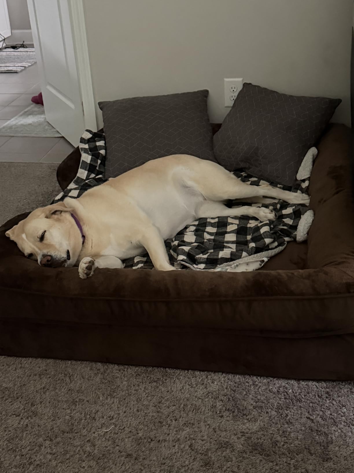 NOAH & PAW XXL Dog Bed, Orthopedic Memory Cooling Foam (2X Base) 55x45x11in customer photo 1