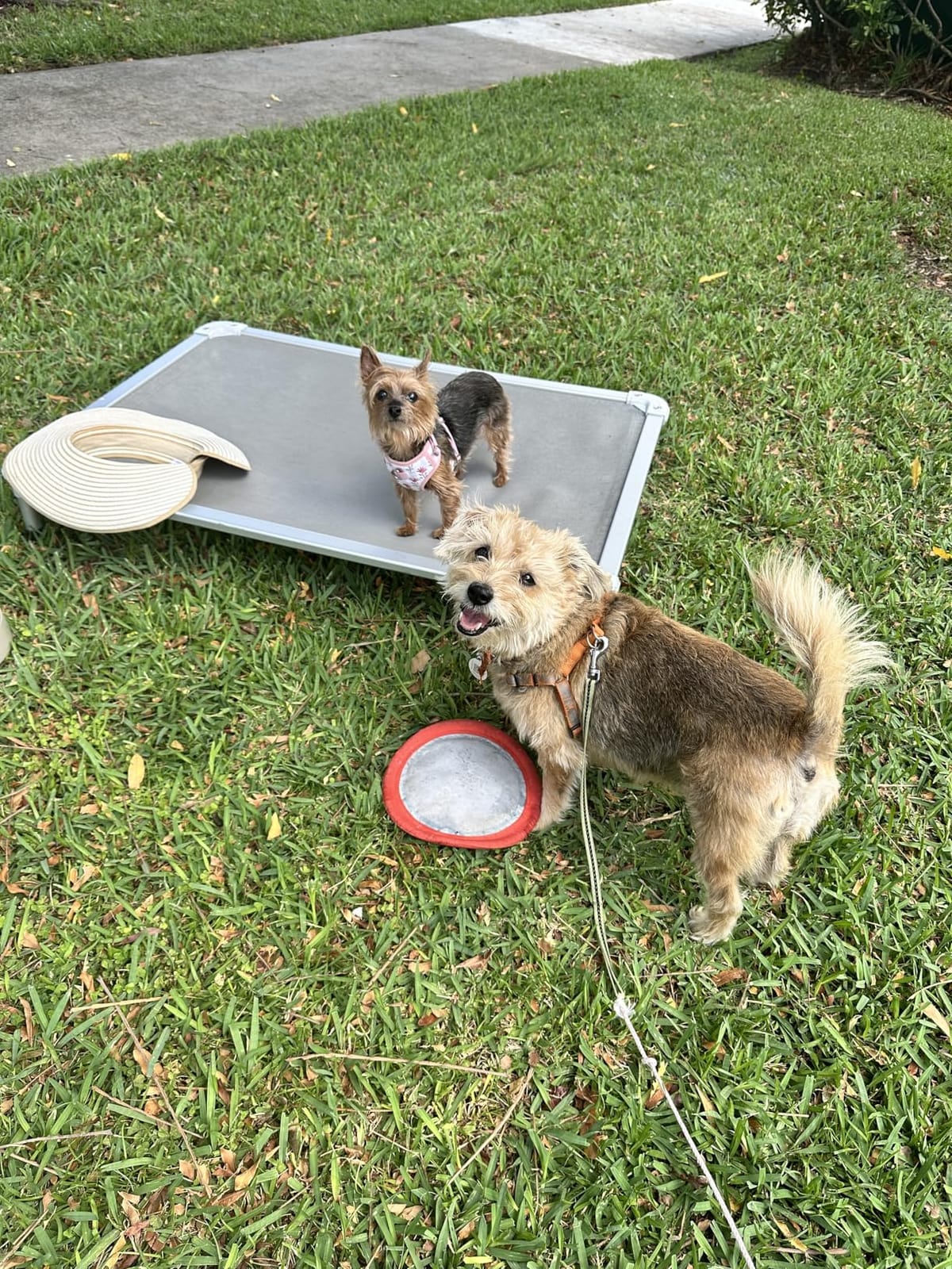 Veehoo Chew Proof Elevated Dog Bed, Cooling Raised Pet Cot, Silver Aluminum customer photo 2