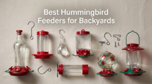 Best Hummingbird Feeders for Backyards
