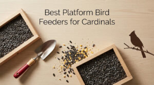 Best Platform Bird Feeders for Cardinals