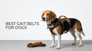best gait belts for dogs