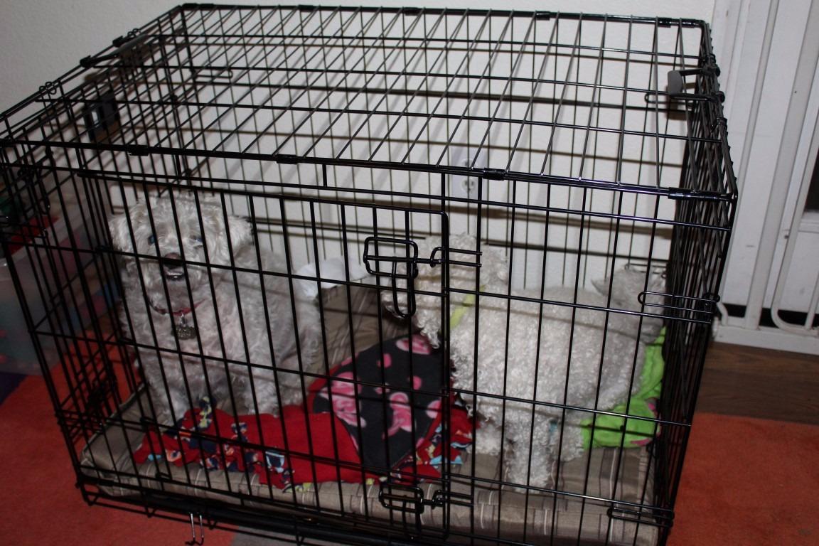 LifeStages by MidWest 36-Inch Double Door Crate, M-L Breeds, 41-70 lbs customer photo 2