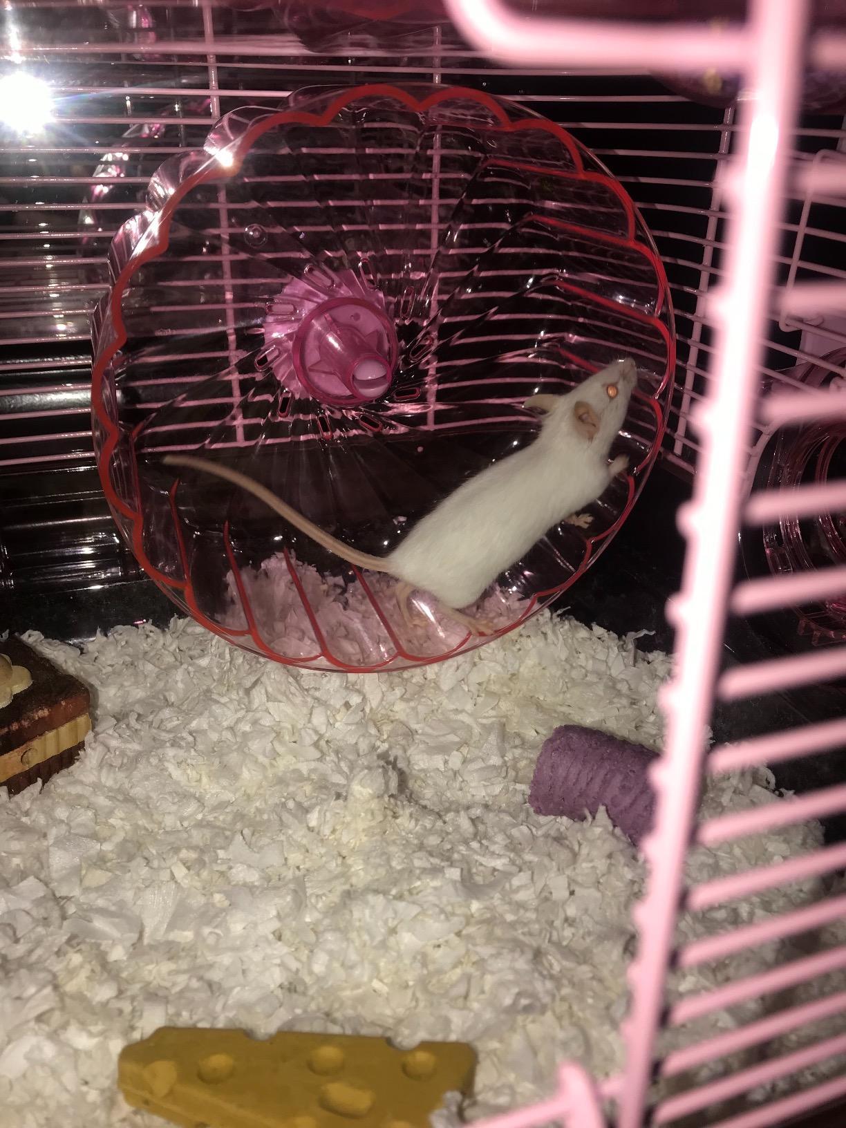Kaytee CritterTrail Pink Habitat for Pet Mice, Dwarf Hamsters, Hamsters or Gerbils customer photo 1