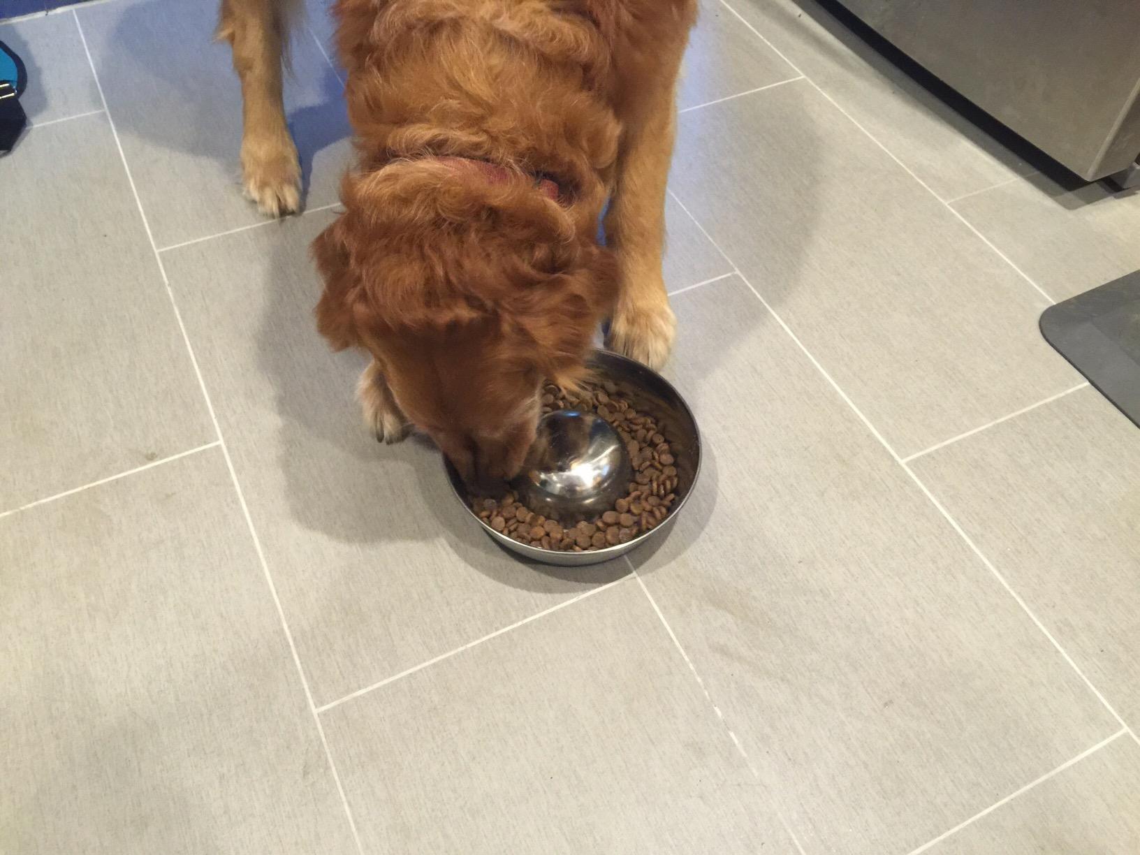 OurPets DuraPet Slow Feed Premium Stainless Steel Bowl (Heavyweight Durable Stainless Steel Bowls, Dog Food Bowl, and Dog Water Bowl) Great Alternative to Snuffle Mat for Dogs-Medium customer photo 2