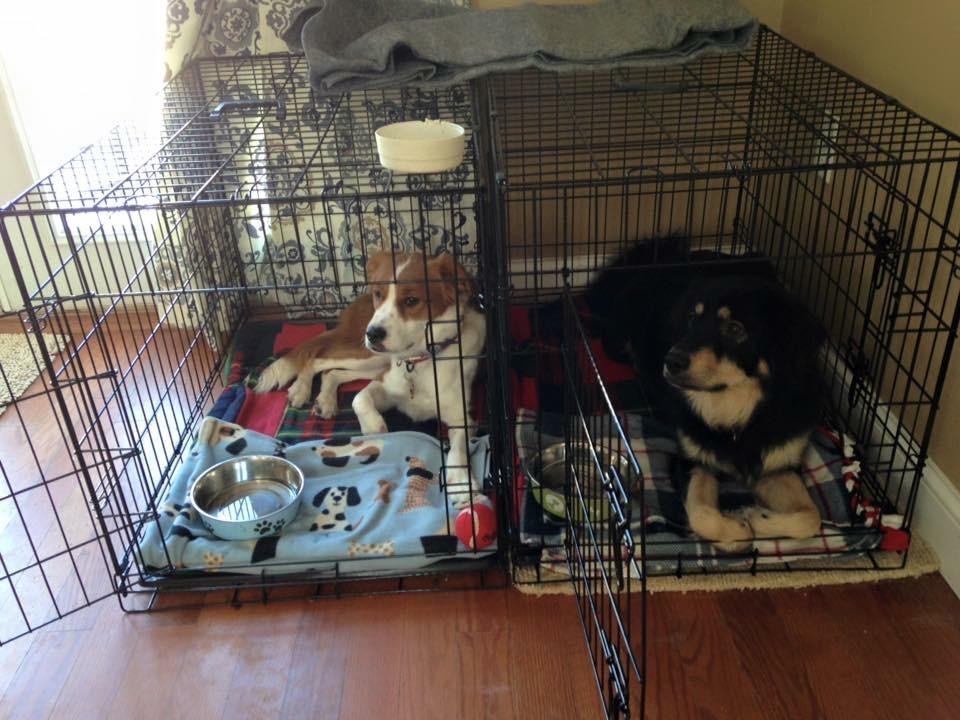 Dog Crate Kennel Pet Cage for Large Medium Dogs Travel Metal Double-Door Folding Indoor Outdoor Puppy Playpen with Divider and Handle Plastic Tray,48 42 36 30 24 inches (36
