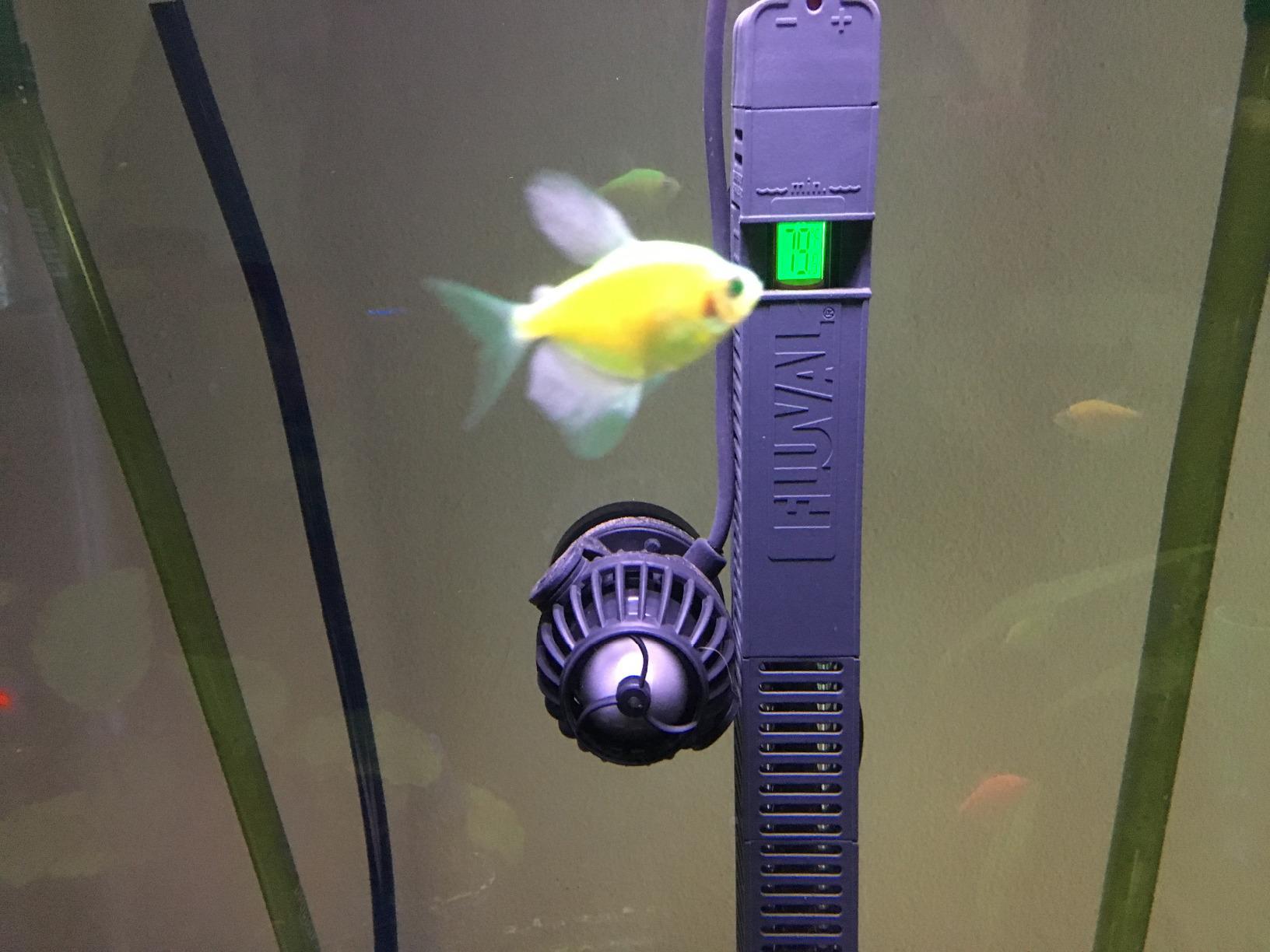 Fluval E200 Advanced Electronic Heater, Black, up to 65 Gal. customer photo 1