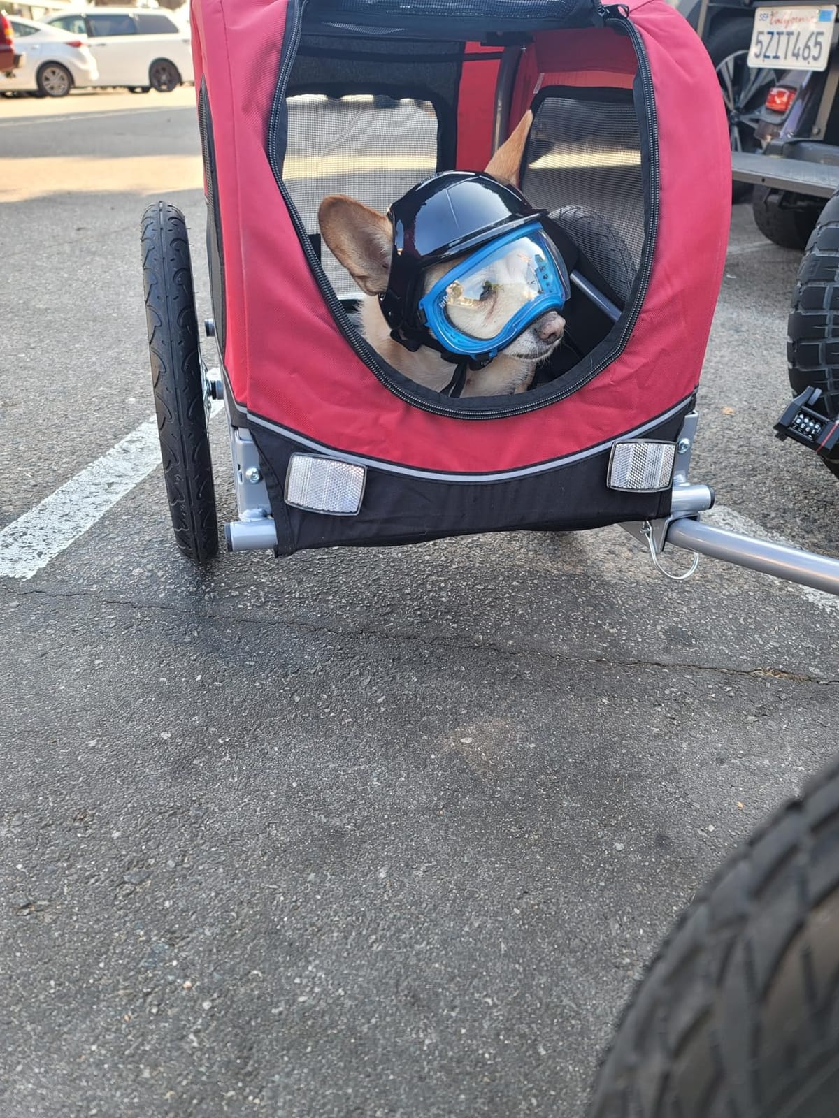 TRIXIE Dog Trailer for Bicycles, Dog Bike Trailer for Small Dogs up to 33 lbs, Quick Set-up and Fold Down, Red customer photo 2