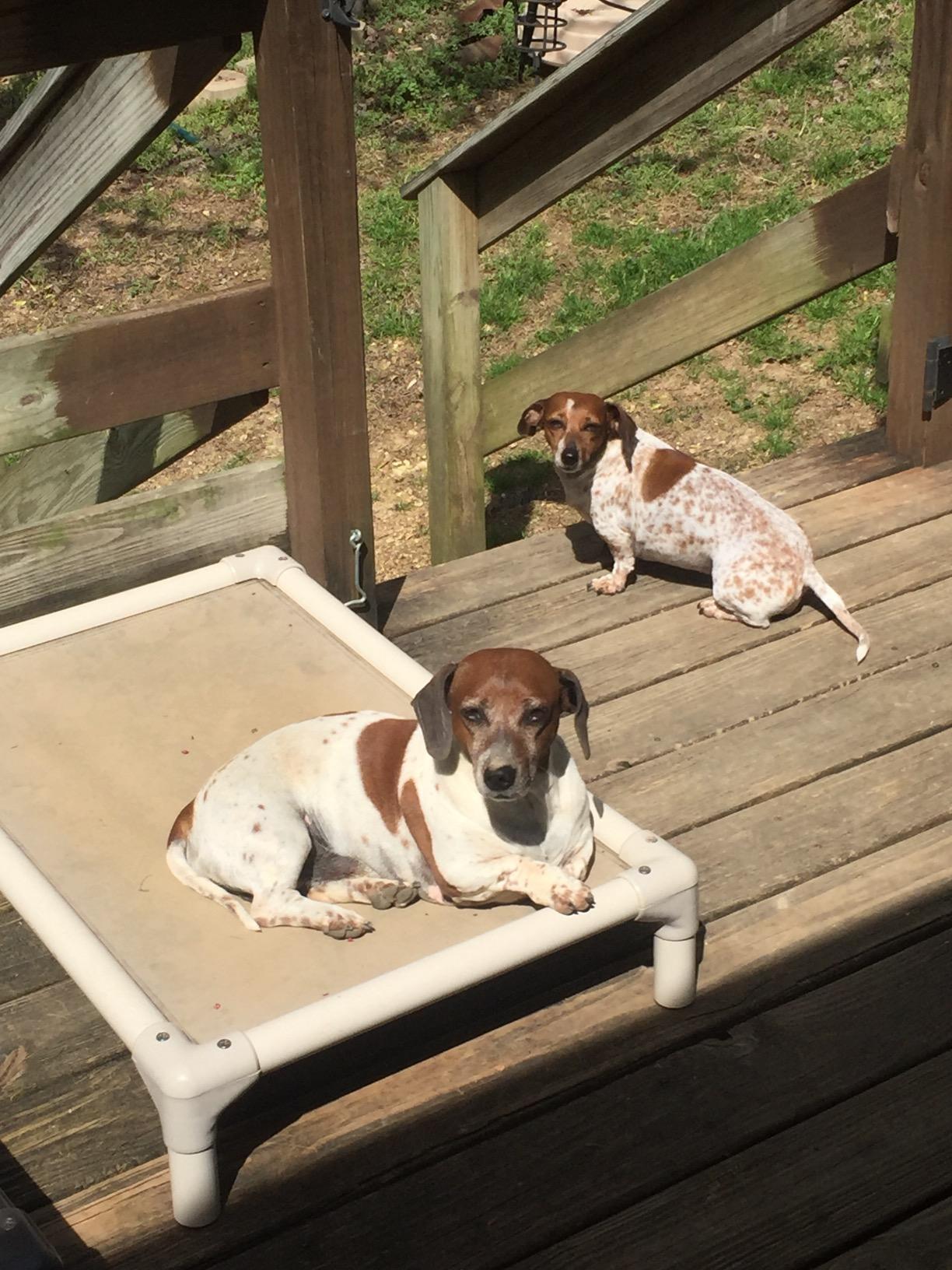 Kuranda Chewproof Elevated Dog Bed - Walnut PVC - 35