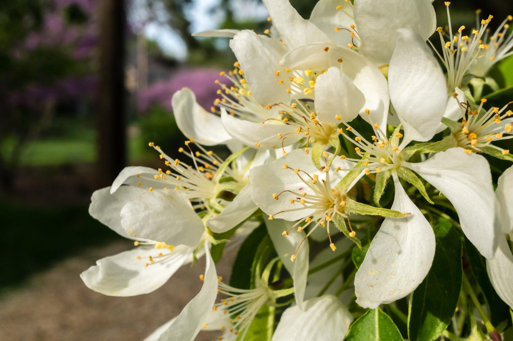 Sony SEL30M35 30mm f/3.5 e-mount Macro Fixed Lens customer photo 1