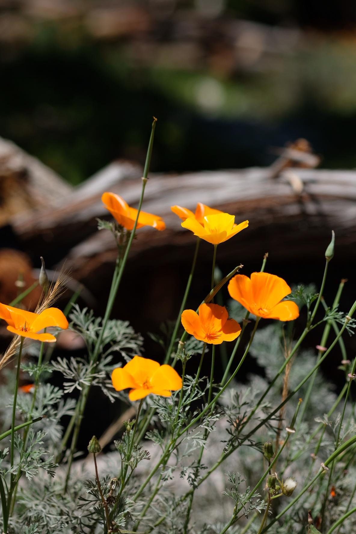 Fujifilm Fujinon XF60mmF2.4 R Macro customer photo 1