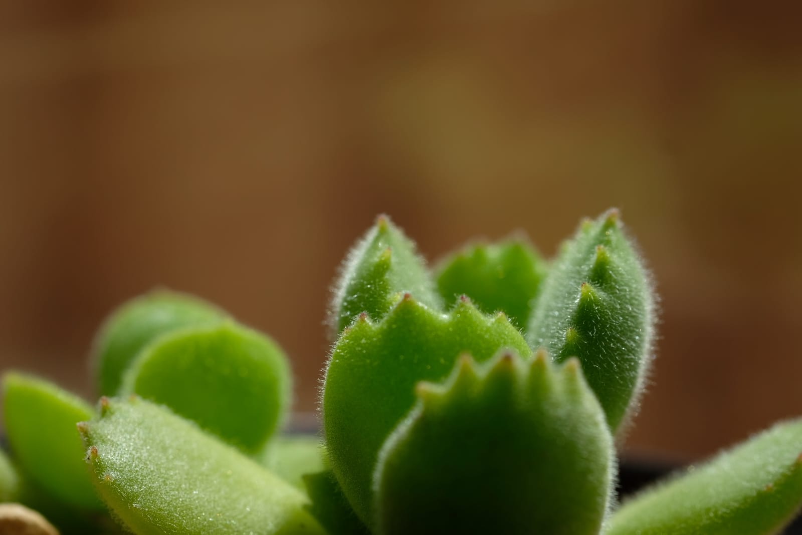 Fujifilm Fujinon XF60mmF2.4 R Macro customer photo 2