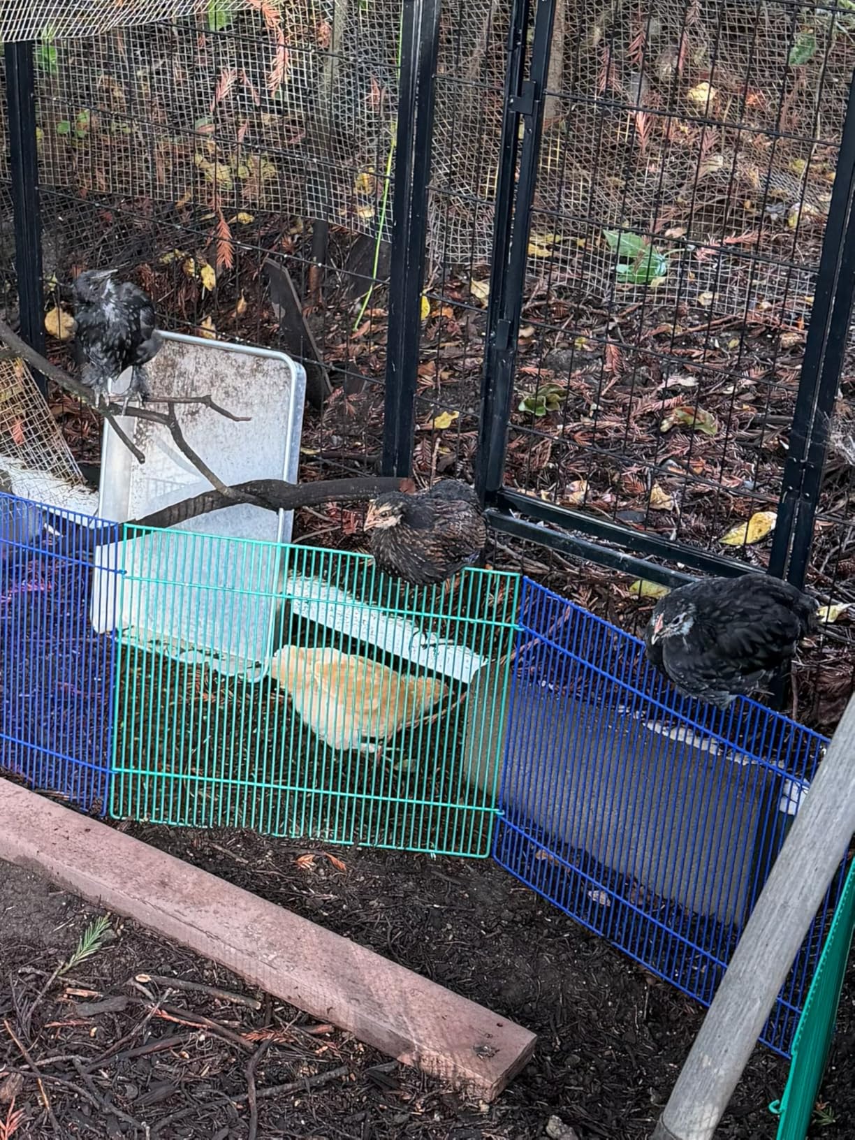 MidWest Homes for Pets 100-29 Ferret Nation Small Animal Exercise Pen customer photo 2