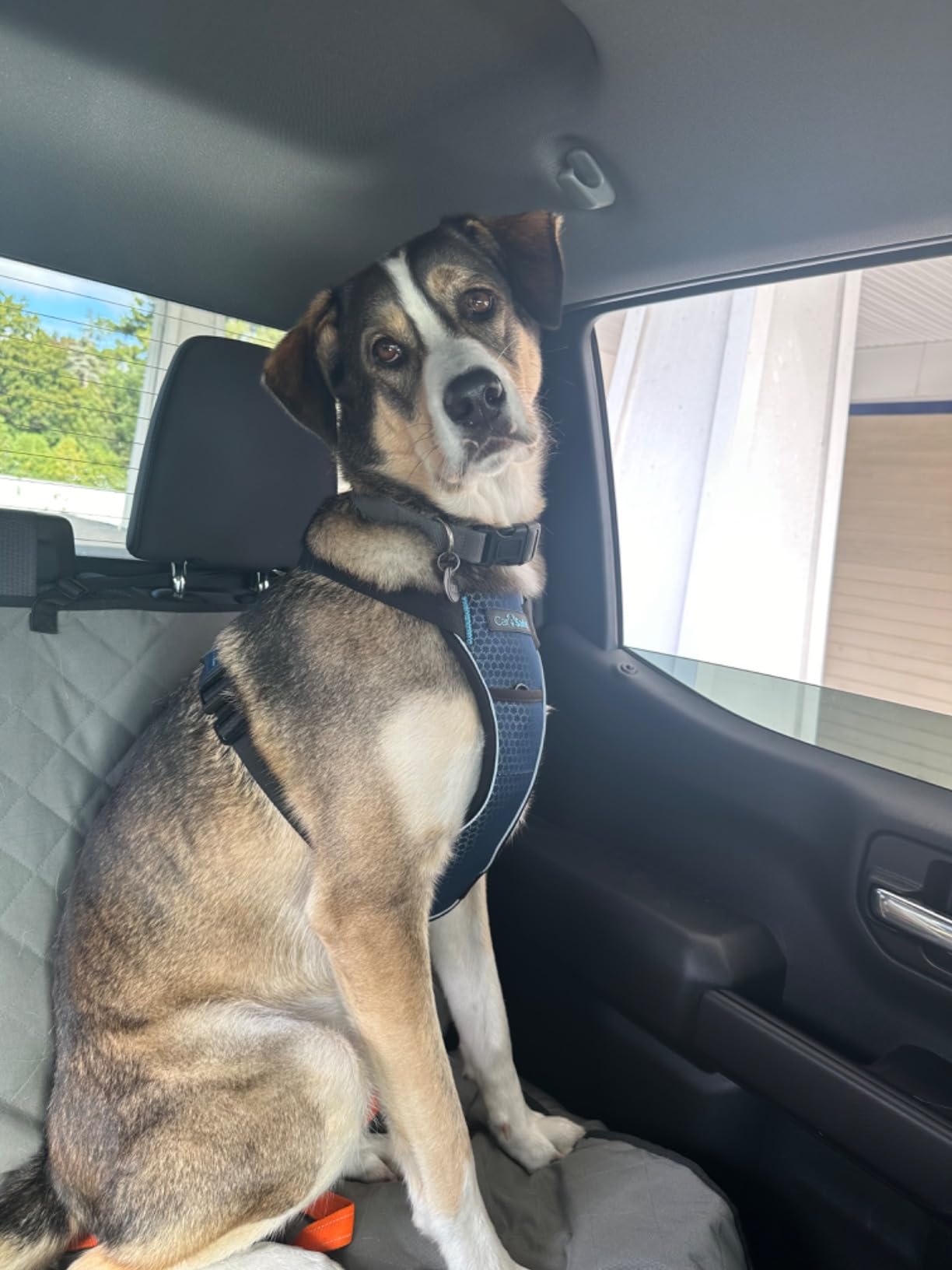 CarSafe Crash Tested Dog Safety Harness | Size M customer photo 1